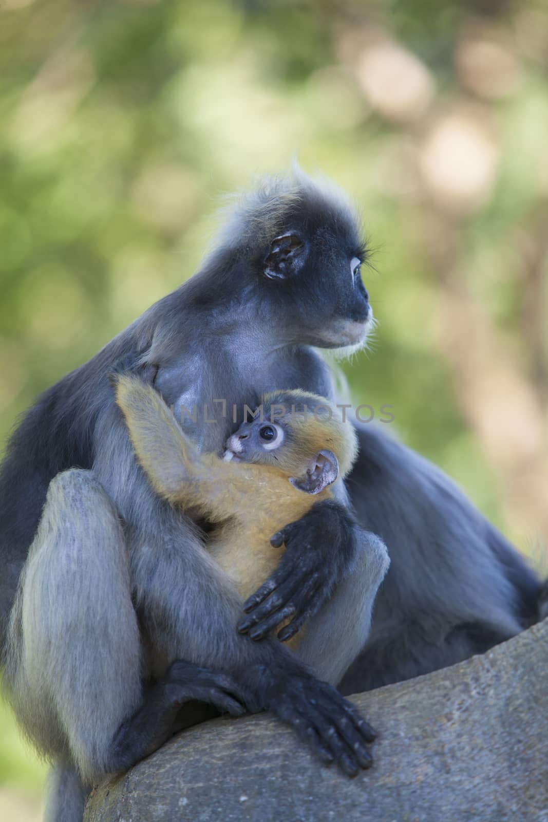 The dusky leaf monkey, spectacled langur, or spectacled leaf monkey (Trachypithecus obscurus),A mother Dusky Leaf monkey and its yellow baby.