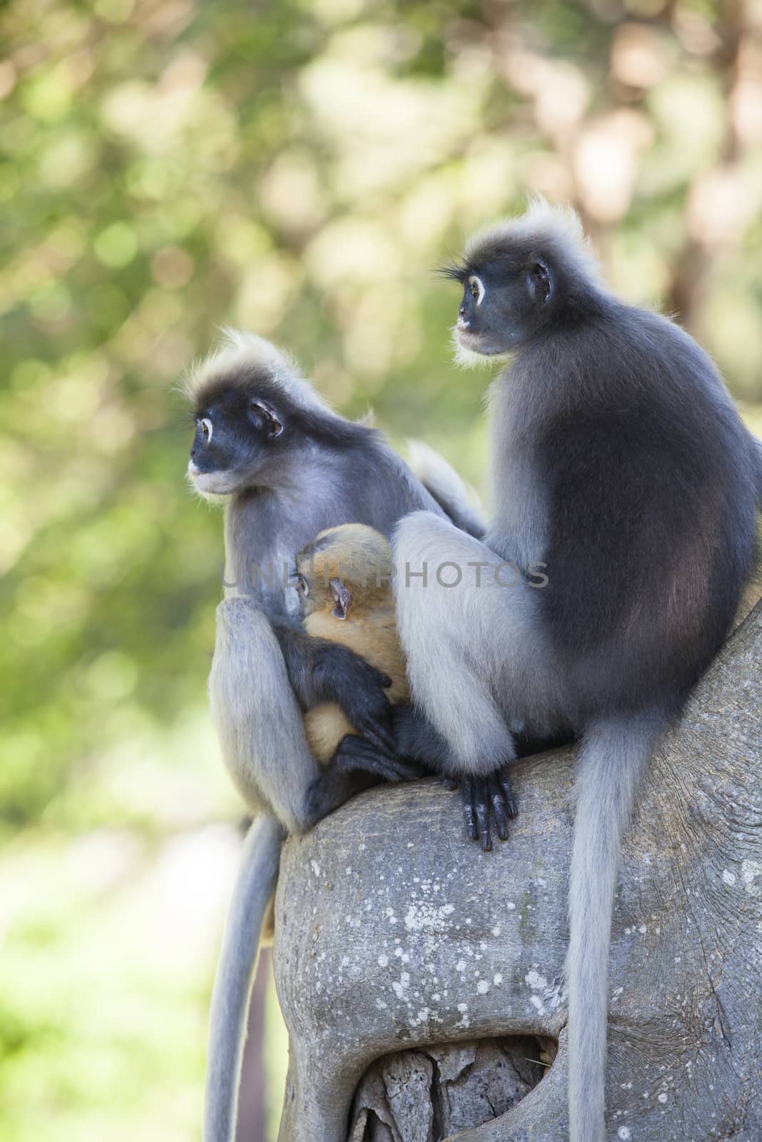 The dusky leaf monkey, spectacled langur, or spectacled leaf monkey (Trachypithecus obscurus),A mother Dusky Leaf monkey and its yellow baby.