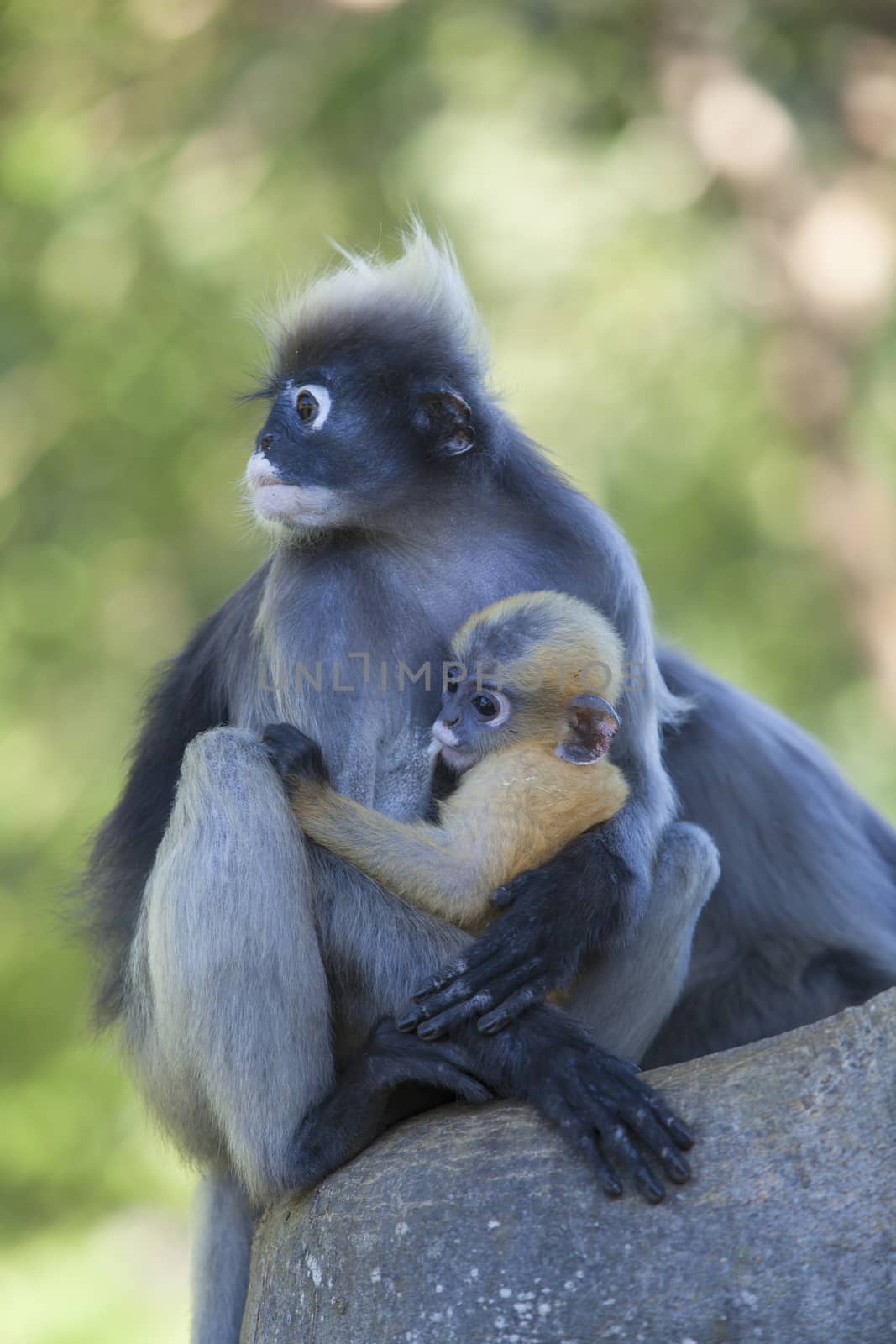 The dusky leaf monkey, spectacled langur, or spectacled leaf monkey (Trachypithecus obscurus),A mother Dusky Leaf monkey and its yellow baby.