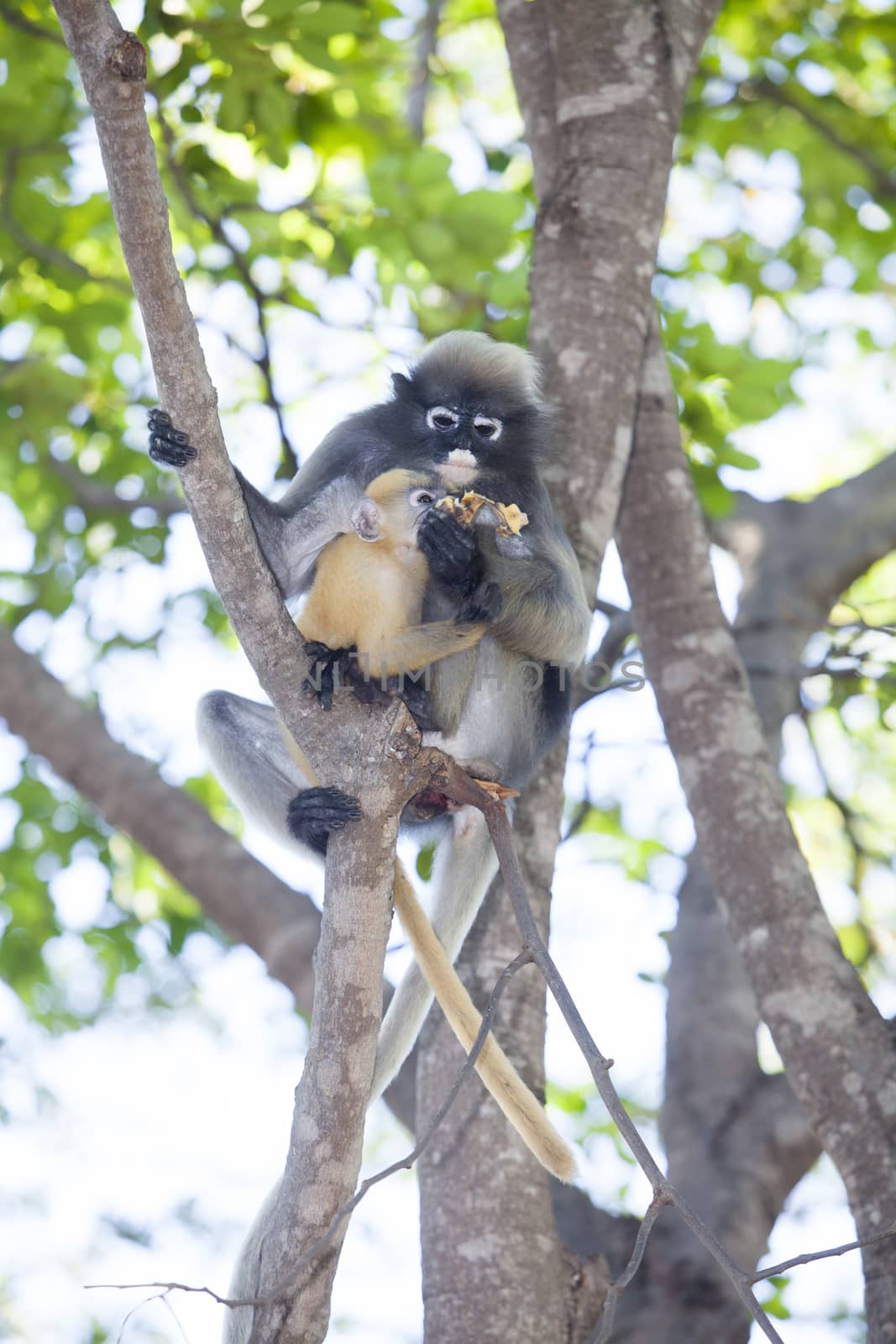 The dusky leaf monkey, spectacled langur, or spectacled leaf mon by jee1999