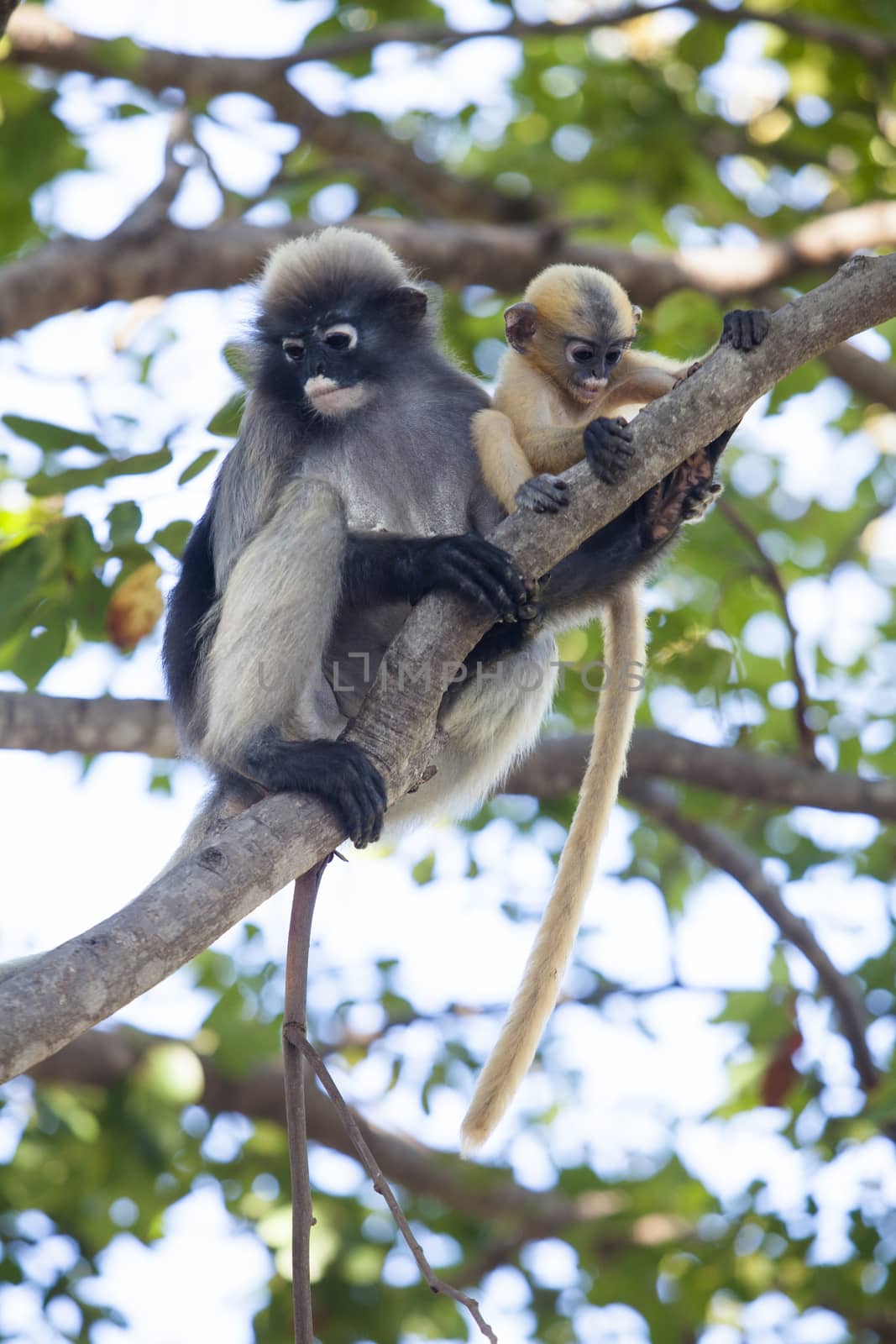 The dusky leaf monkey, spectacled langur, or spectacled leaf mon by jee1999