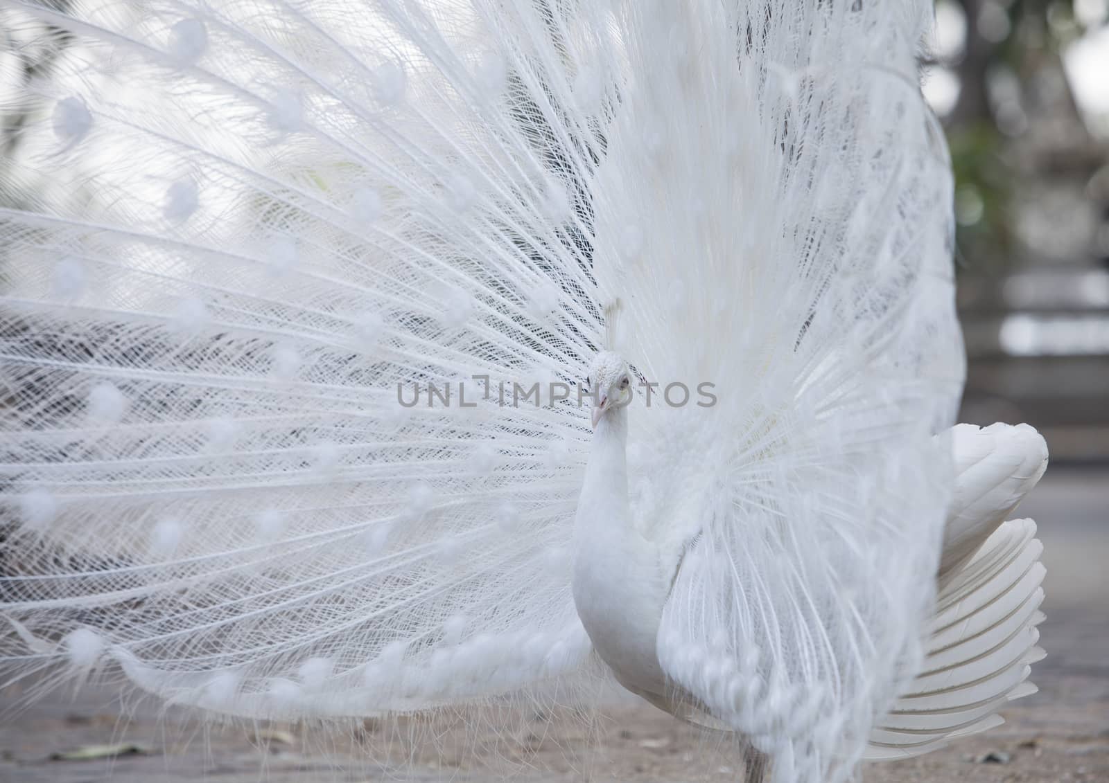 Portrait Of White Peacock During Courtship Display,white peacock shows its tail (feather)