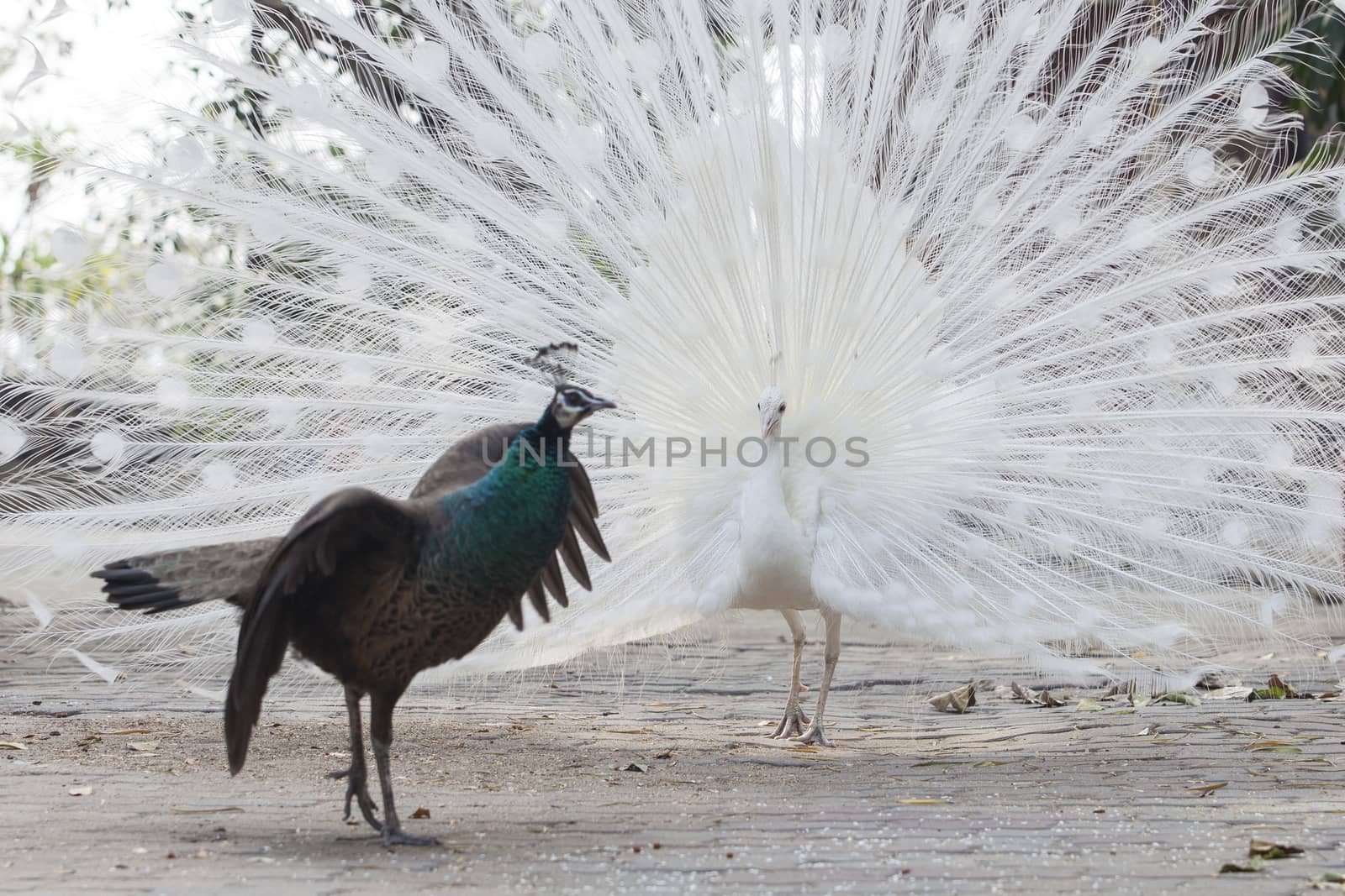 Peacock courting ritual, peahen looks at male