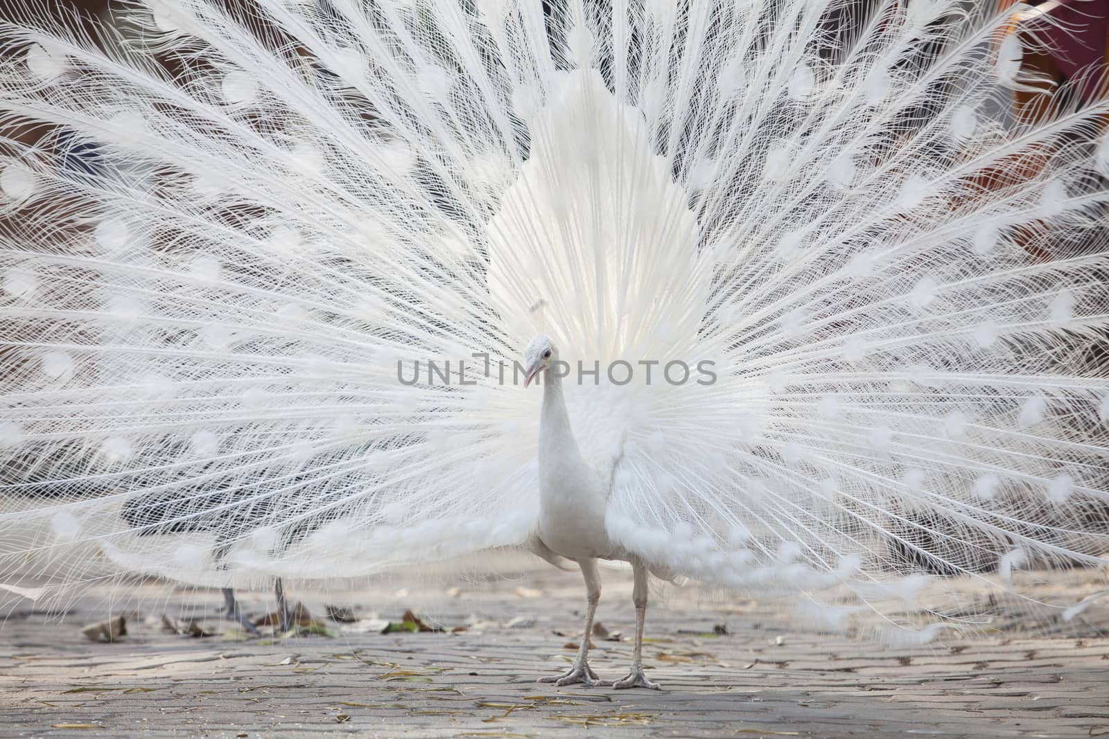 white peacock shows its tail (feather) by jee1999