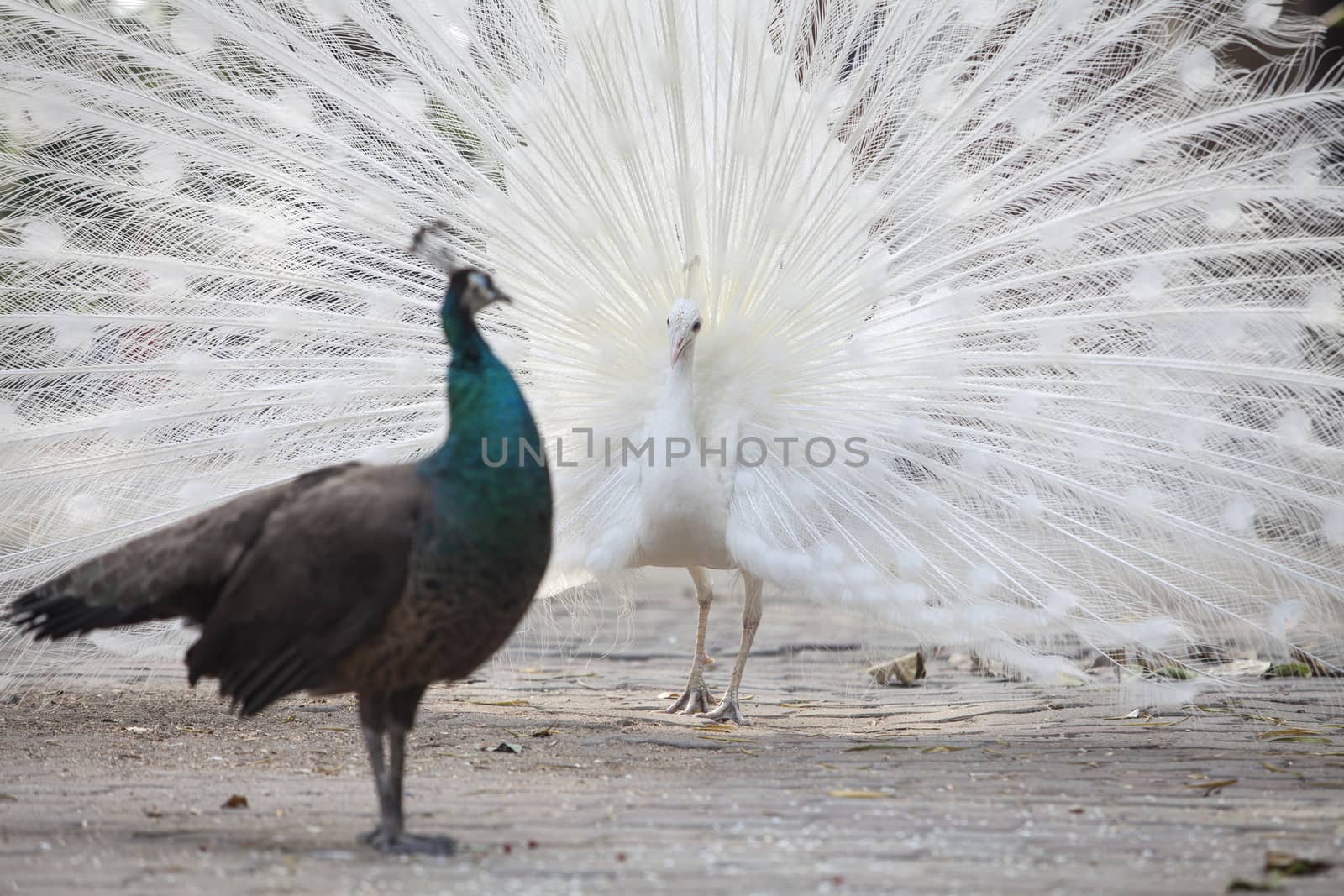 Peacock courting ritual, peahen looks at male