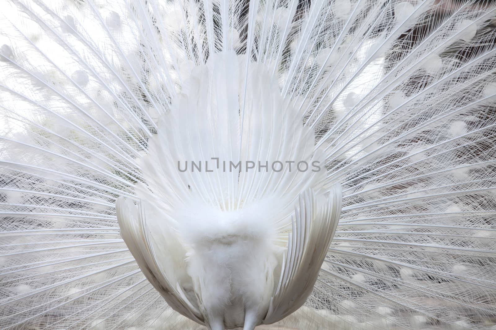 White male peacock with spread feathers closeup from backside