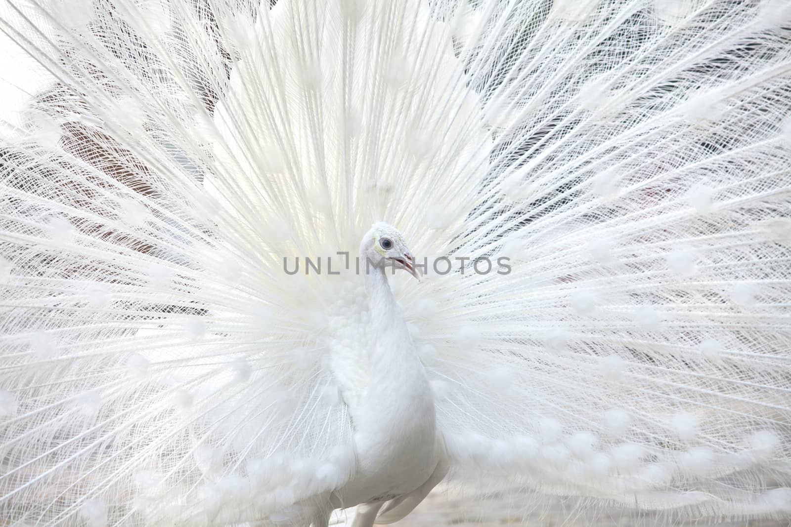 Portrait Of White Peacock During Courtship Display
