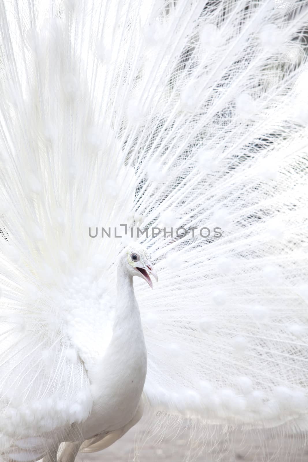 Portrait Of White Peacock During Courtship Display,white peacock shows its tail (feather)