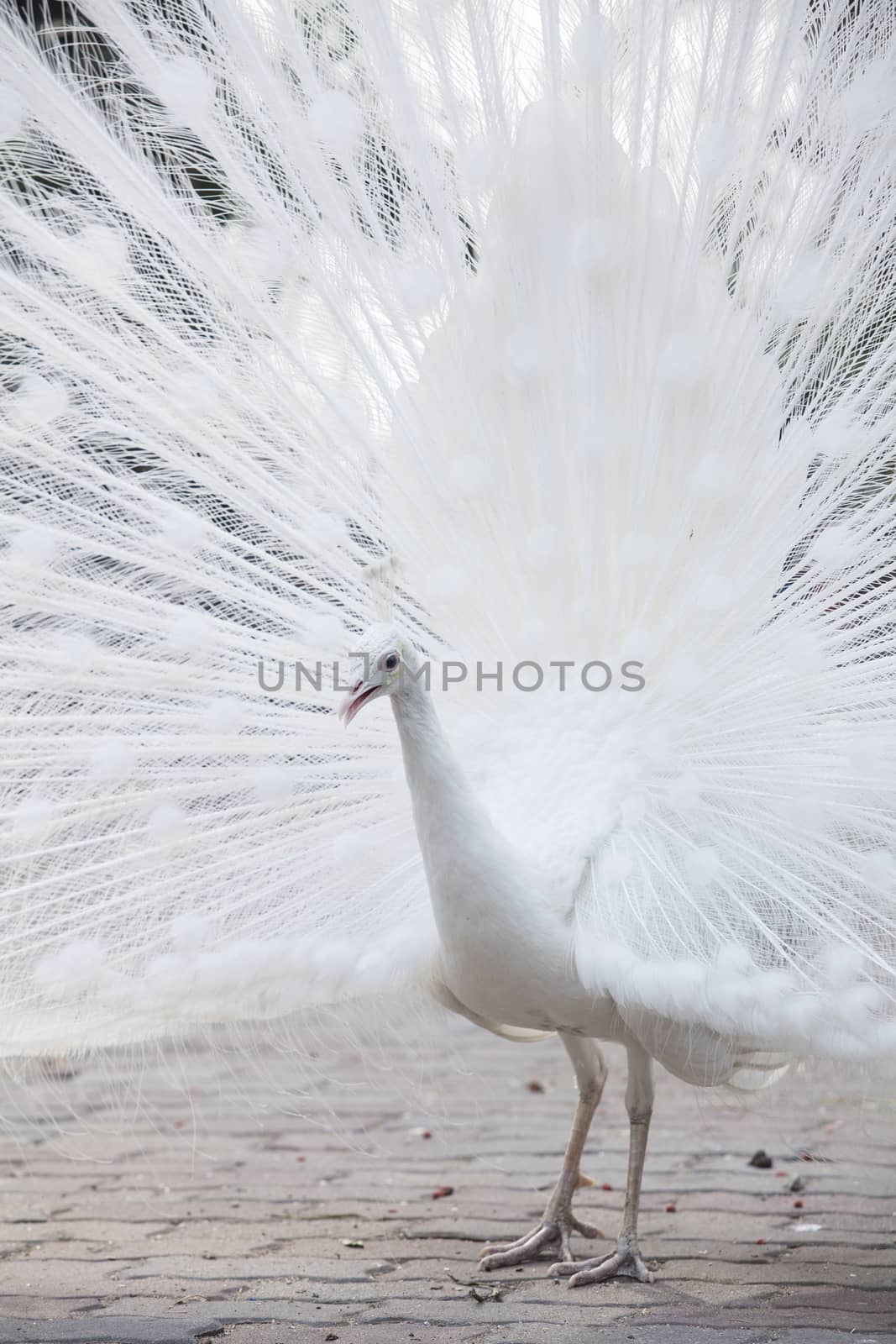white peacock shows its tail (feather) by jee1999