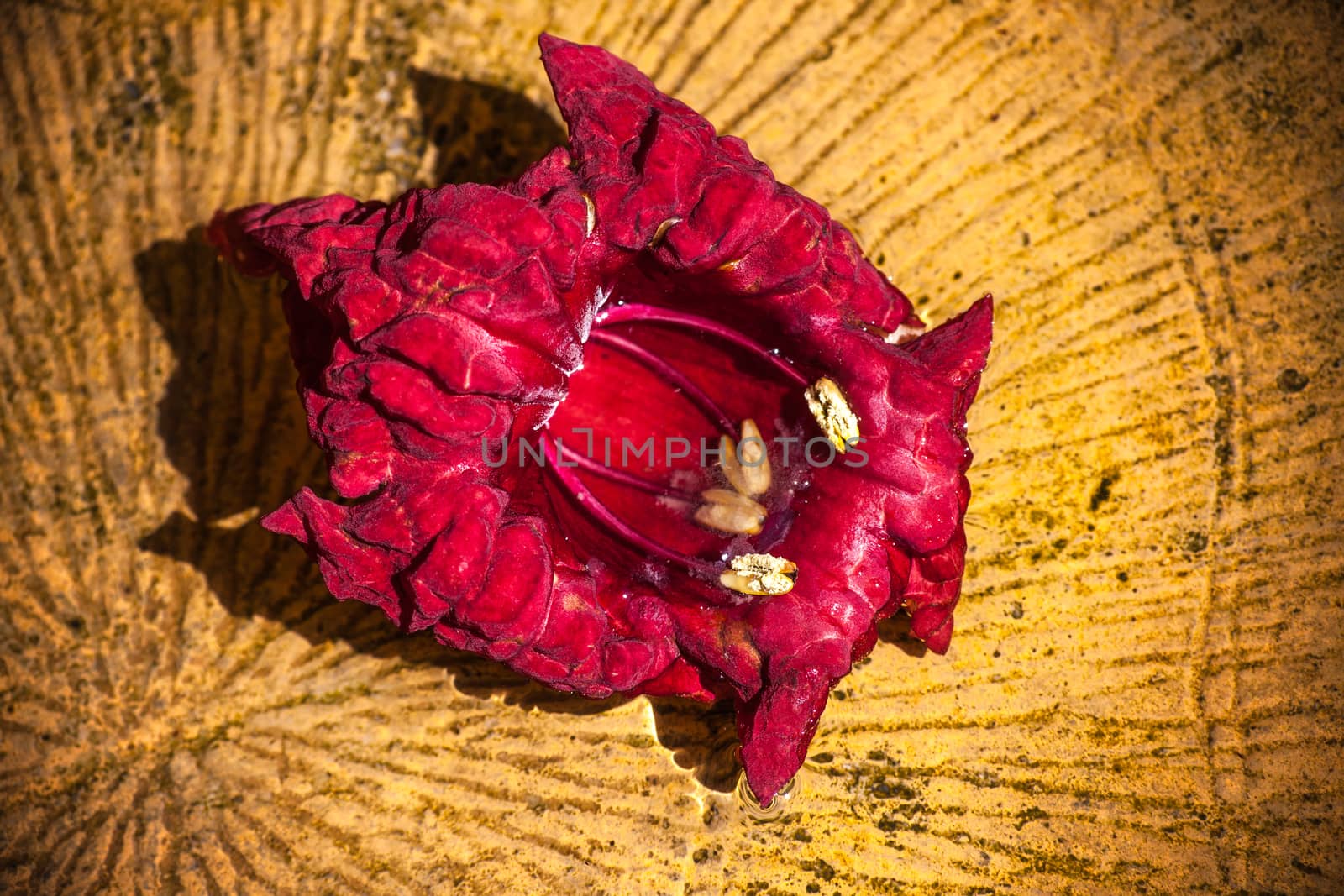 Red Flower in water by kobus_peche
