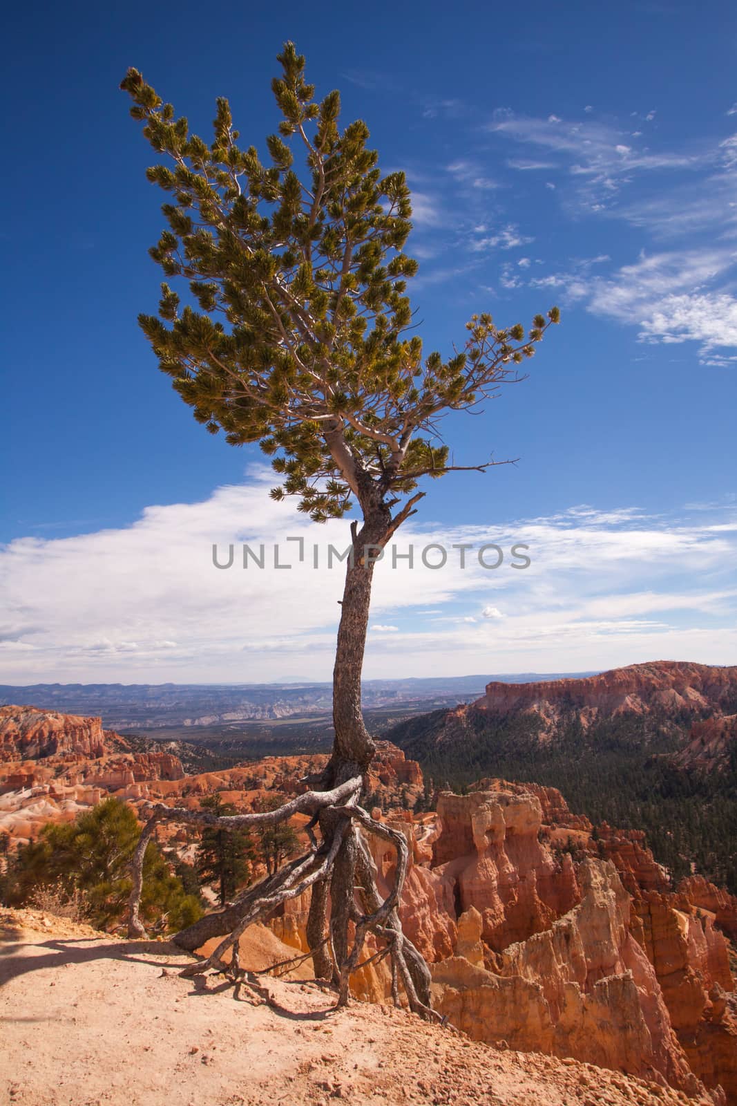 Rim Trail Bristlecone