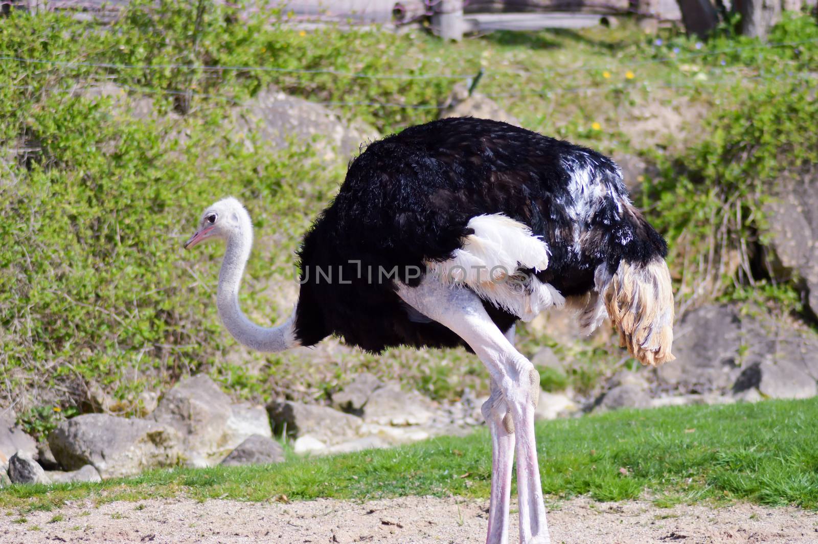 Ostrich isolate a green  by Philou1000