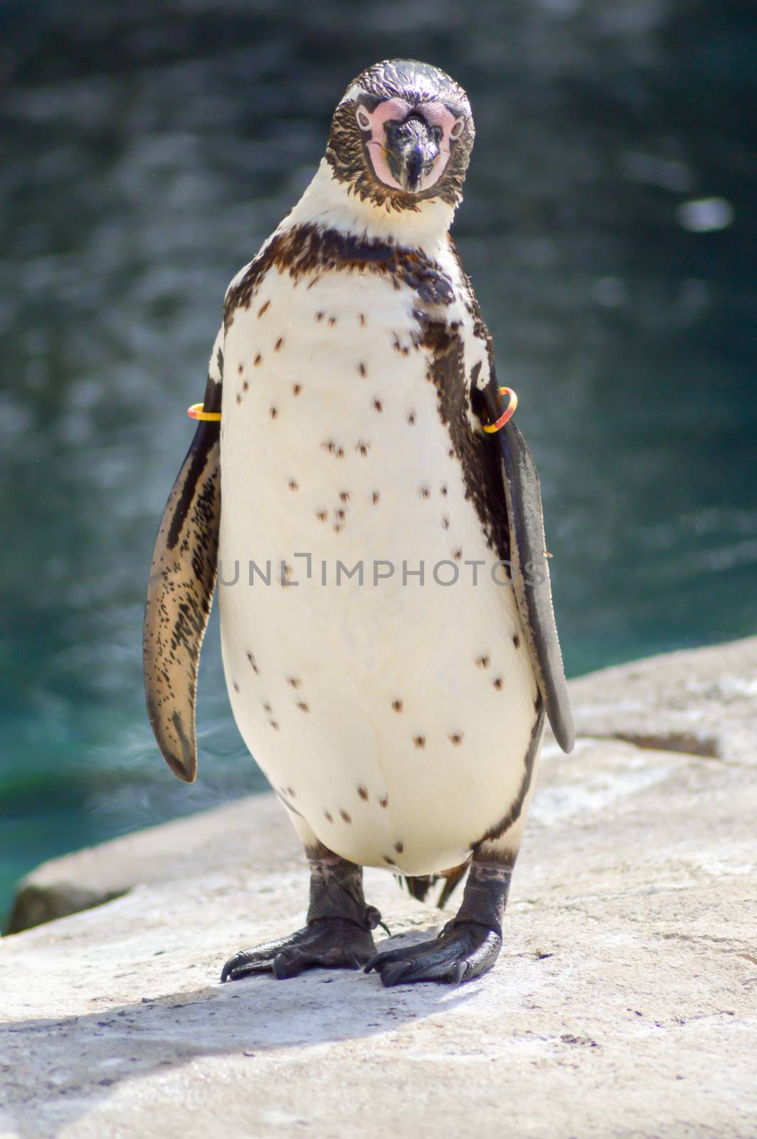 Humboldt Penguin Grooming in an Animal Park in France