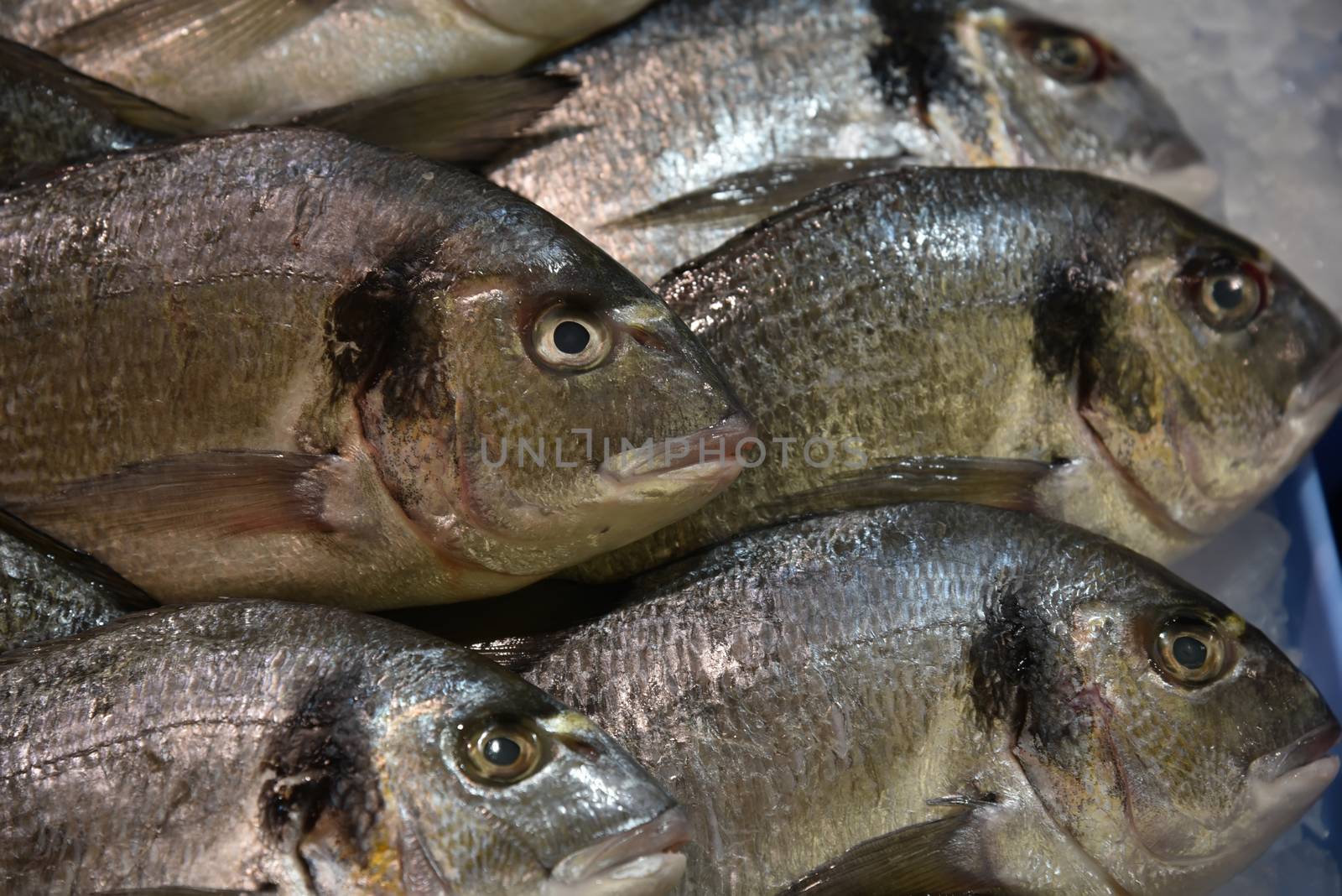 Fresh fish on a fish market lying on ice .