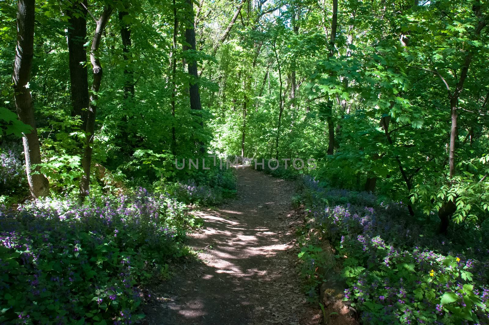 Sunny day in the spring forest. Landscapes