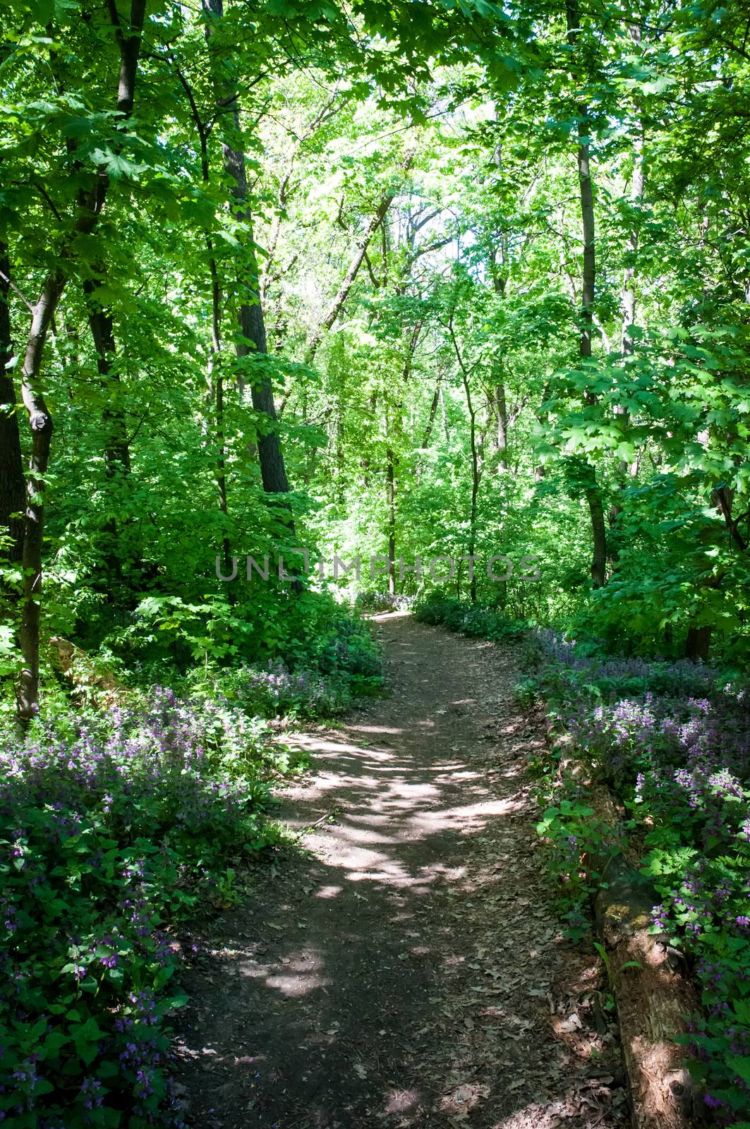 Sunny day in the spring forest. Landscapes