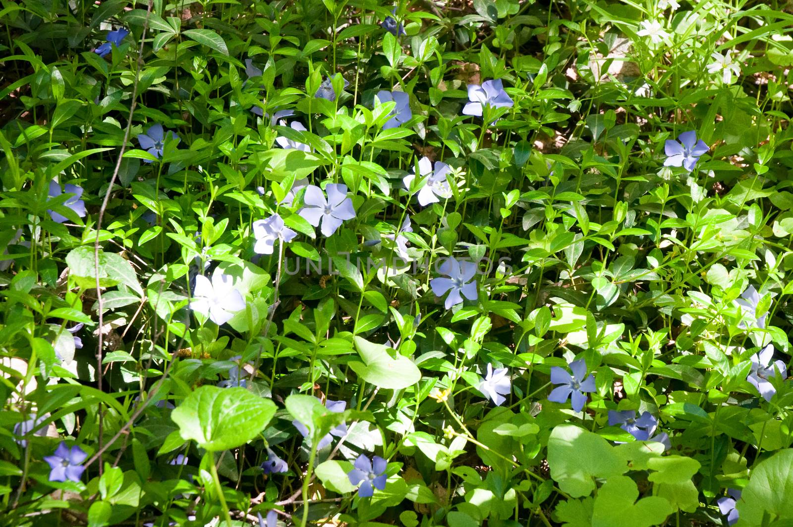 Wild Vinca (Periwinkle) flower head and forest vegetation.