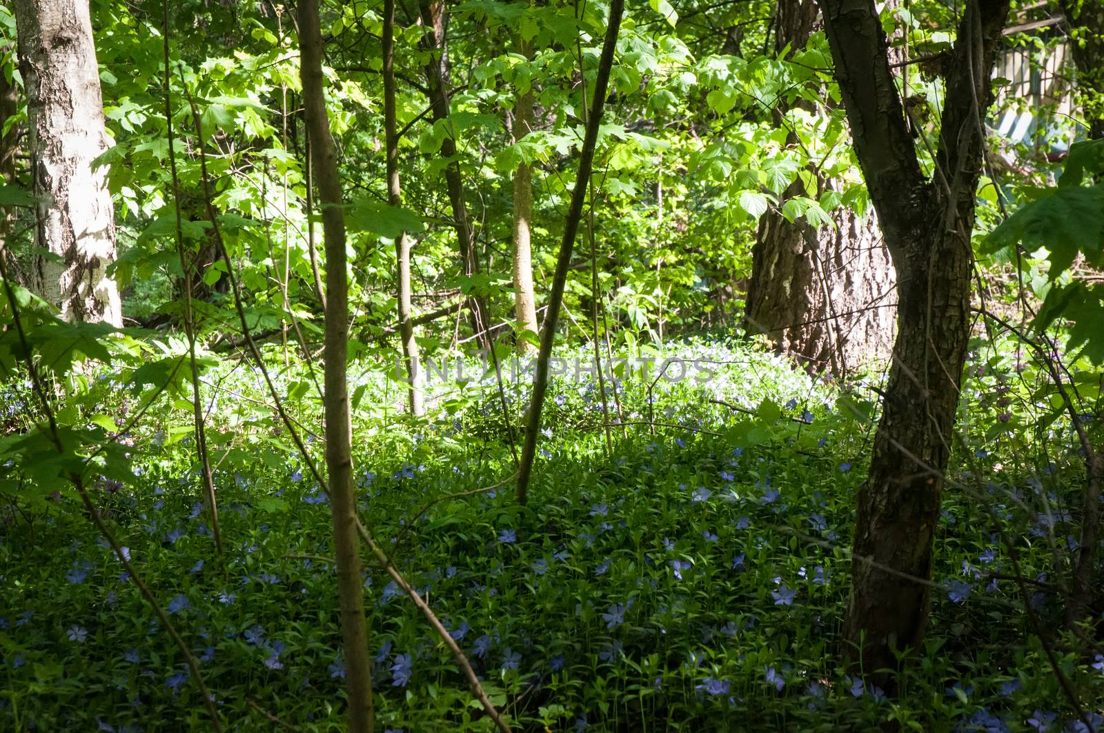 Sunny day in the spring forest. Landscapes