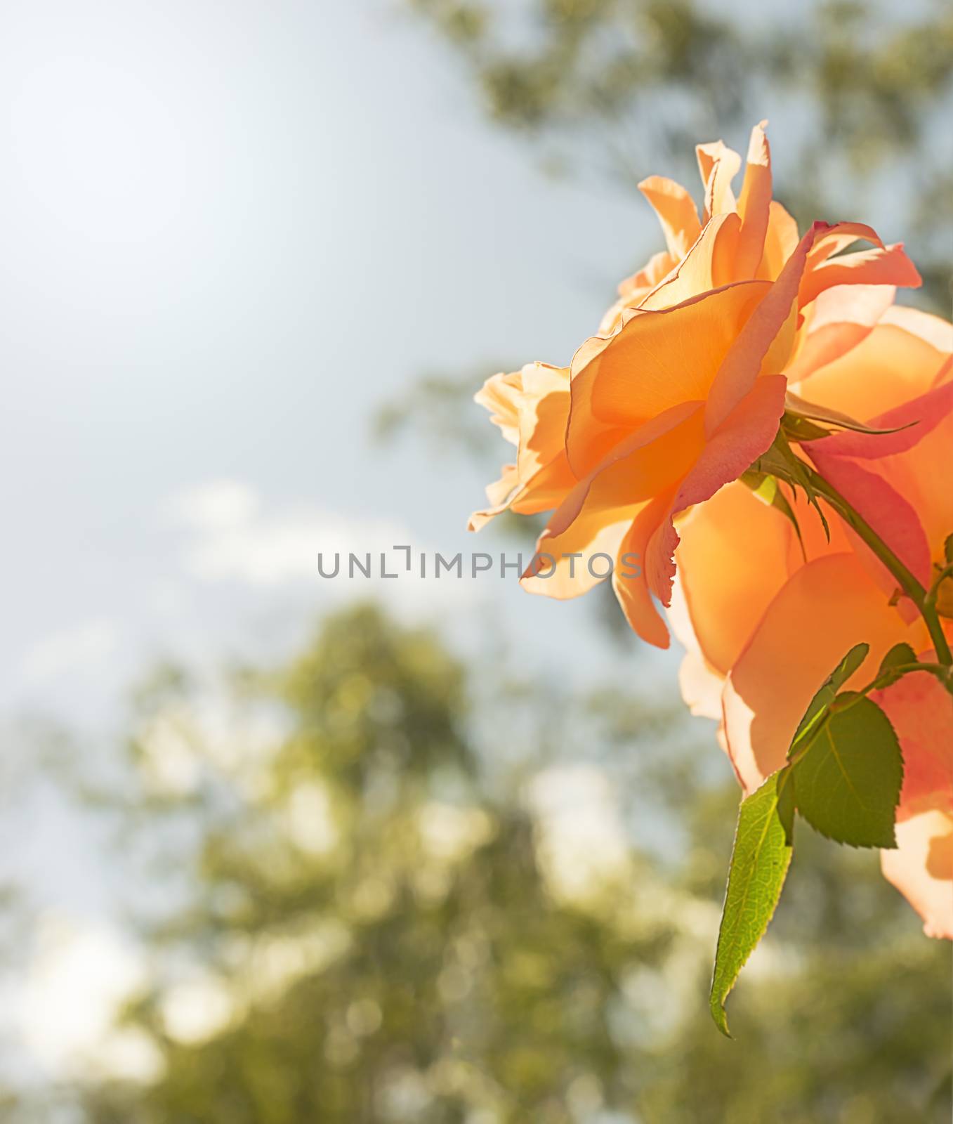 Rose flower background with neutral copy space suitable for sympathy, condolences, funeral or loss