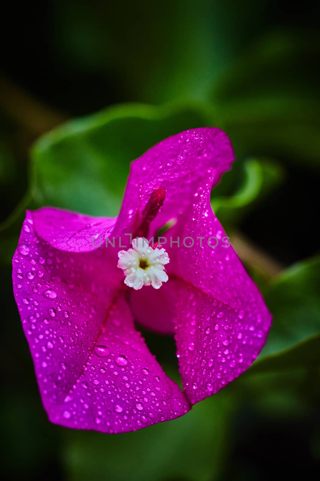 Purple flower with rain drops on it, extreme macro by rasika108