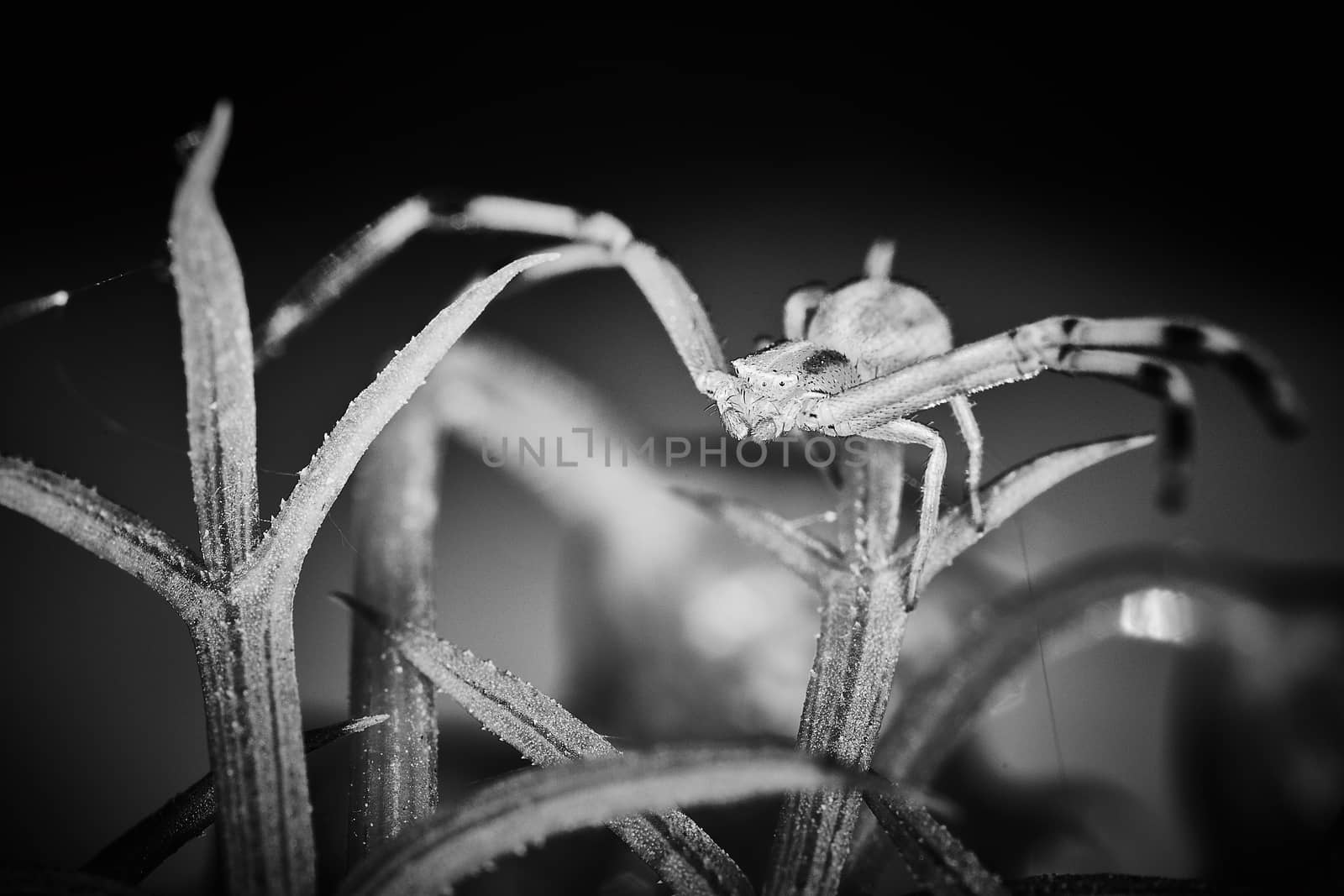 Philodromidae spider horror style extreme macro photo