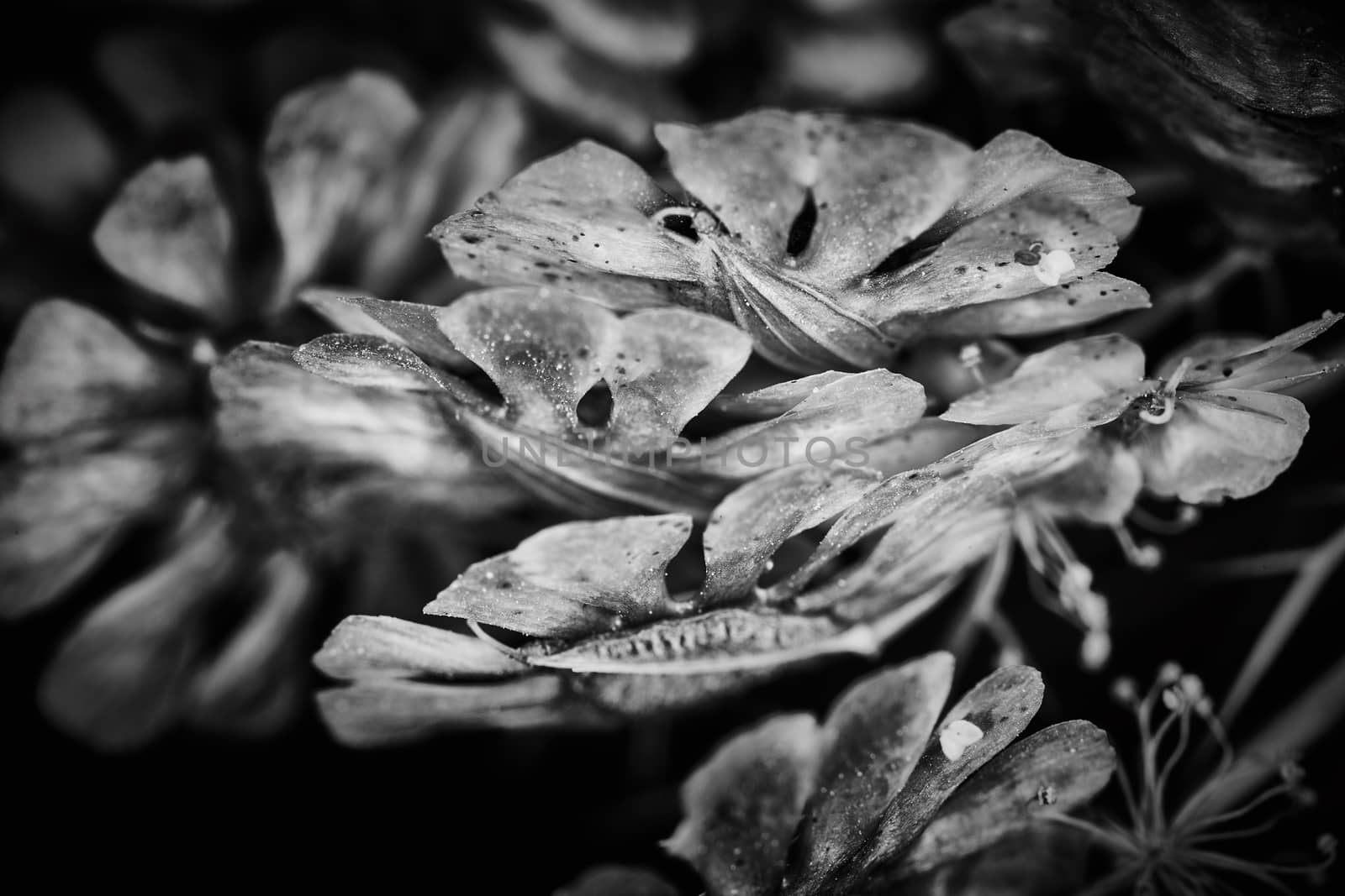 Dry plant dramatic macro close up view with raindrops