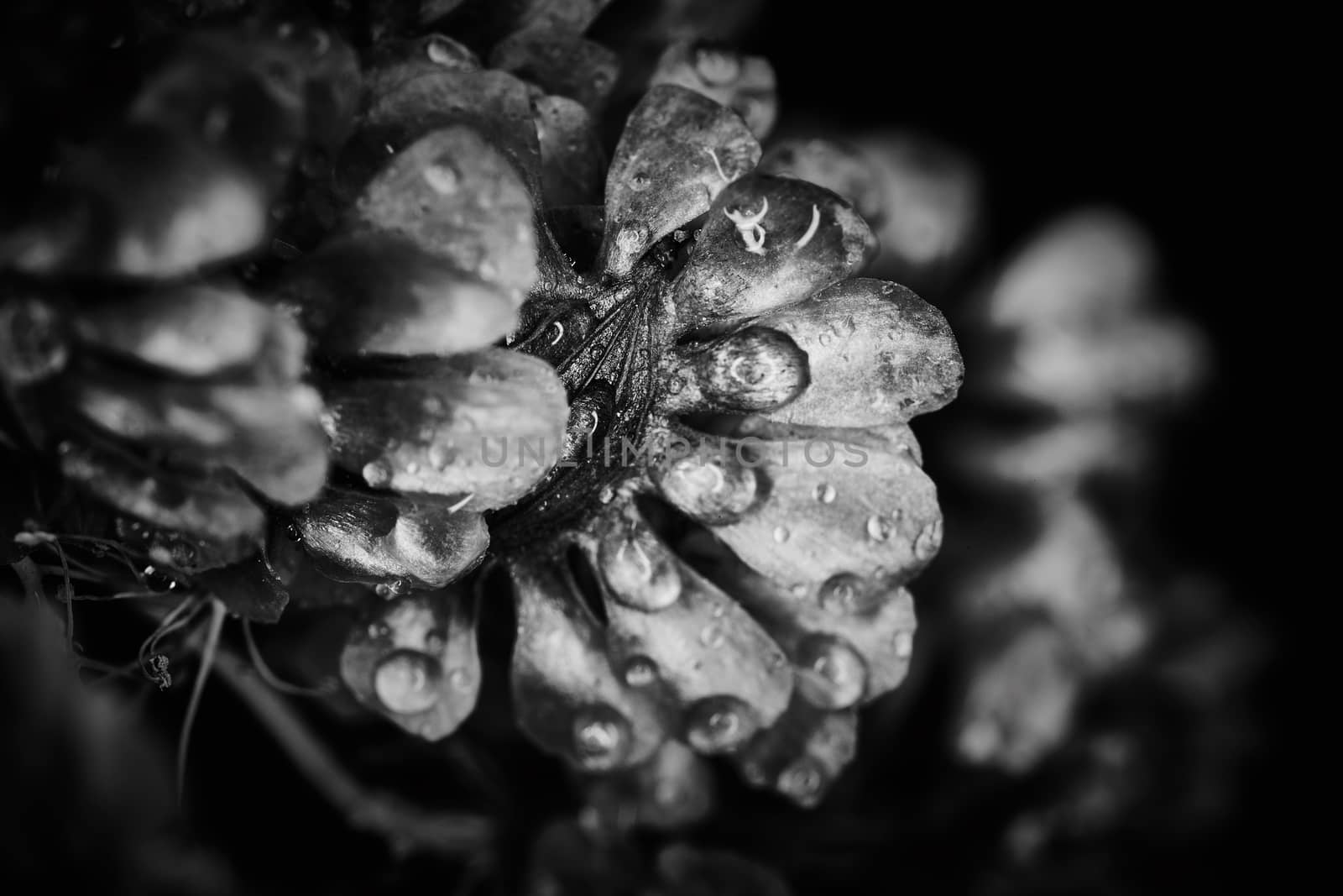 Dry plant dramatic macro close up view with raindrops