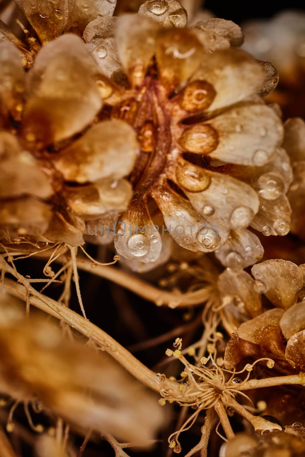 Dry plant dramatic macro close up view with raindrops