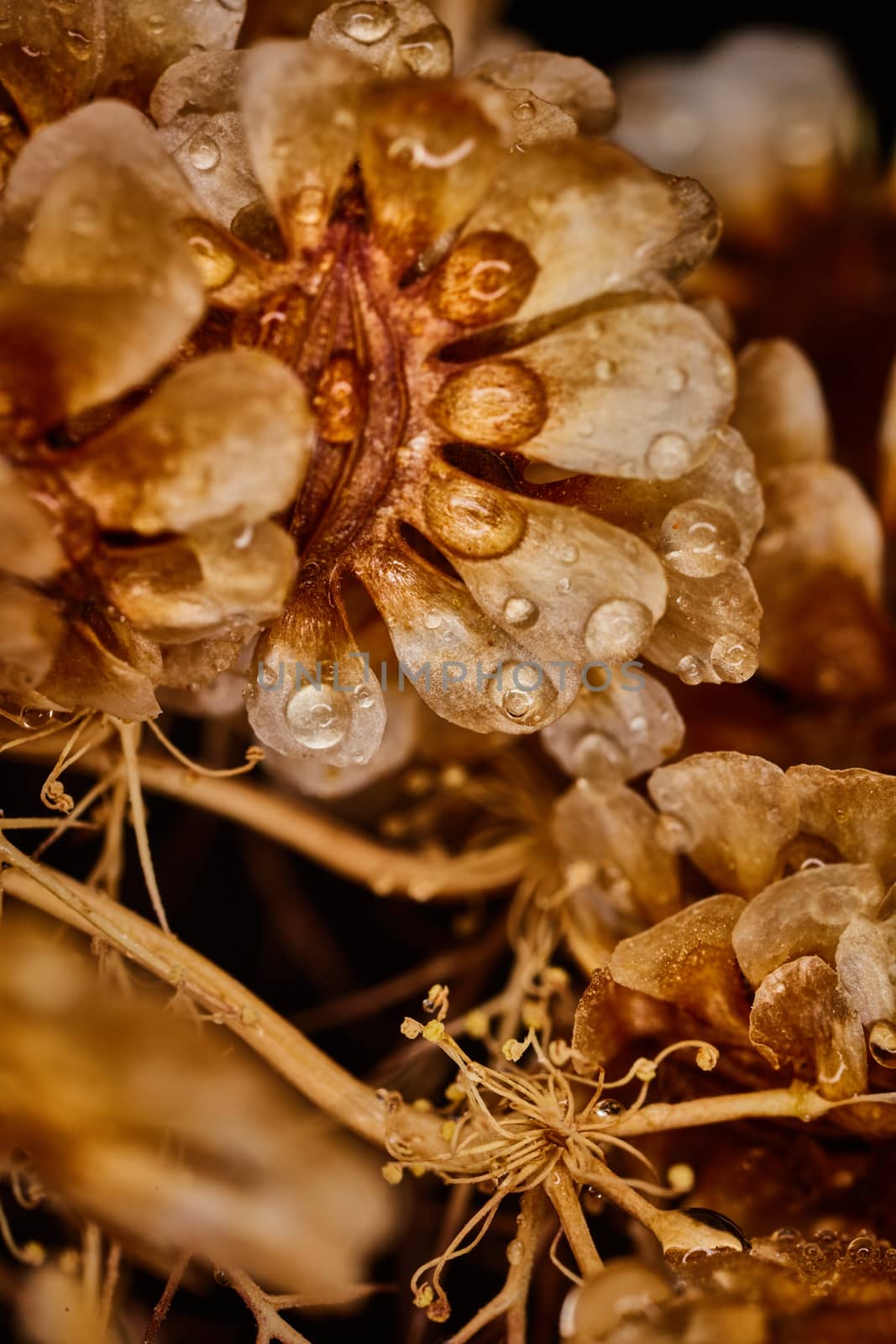 Dry plant dramatic macro close up view with raindrops