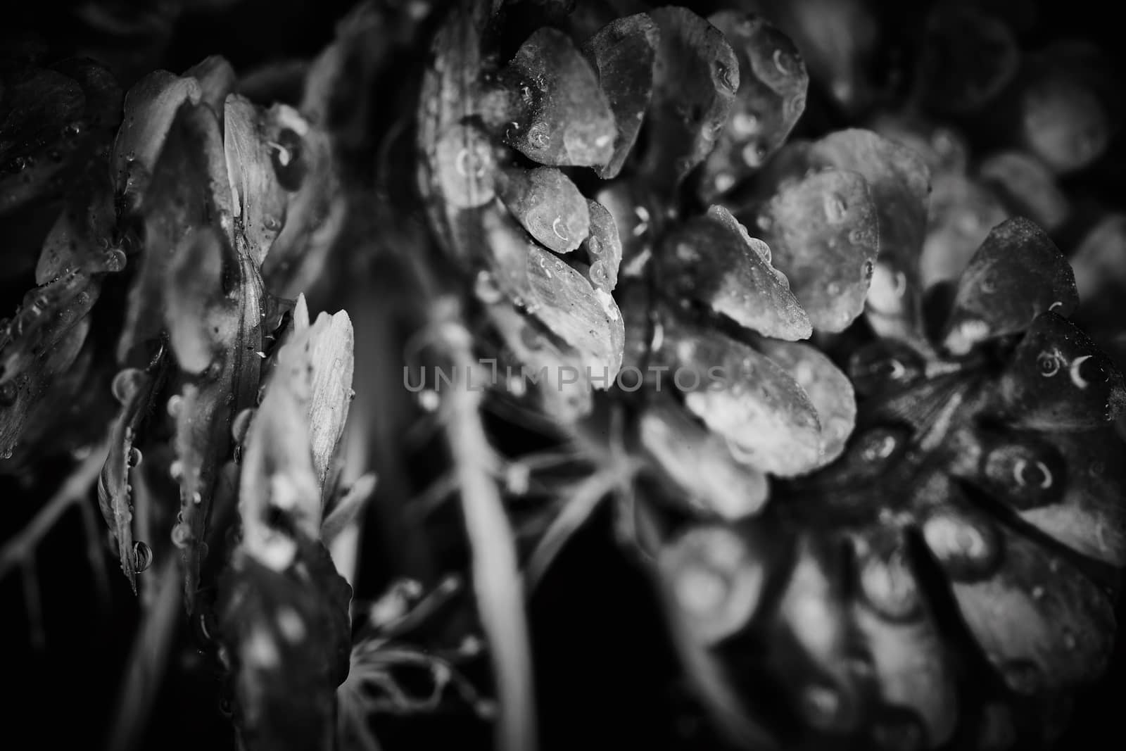 Dry plant dramatic macro close up view with raindrops