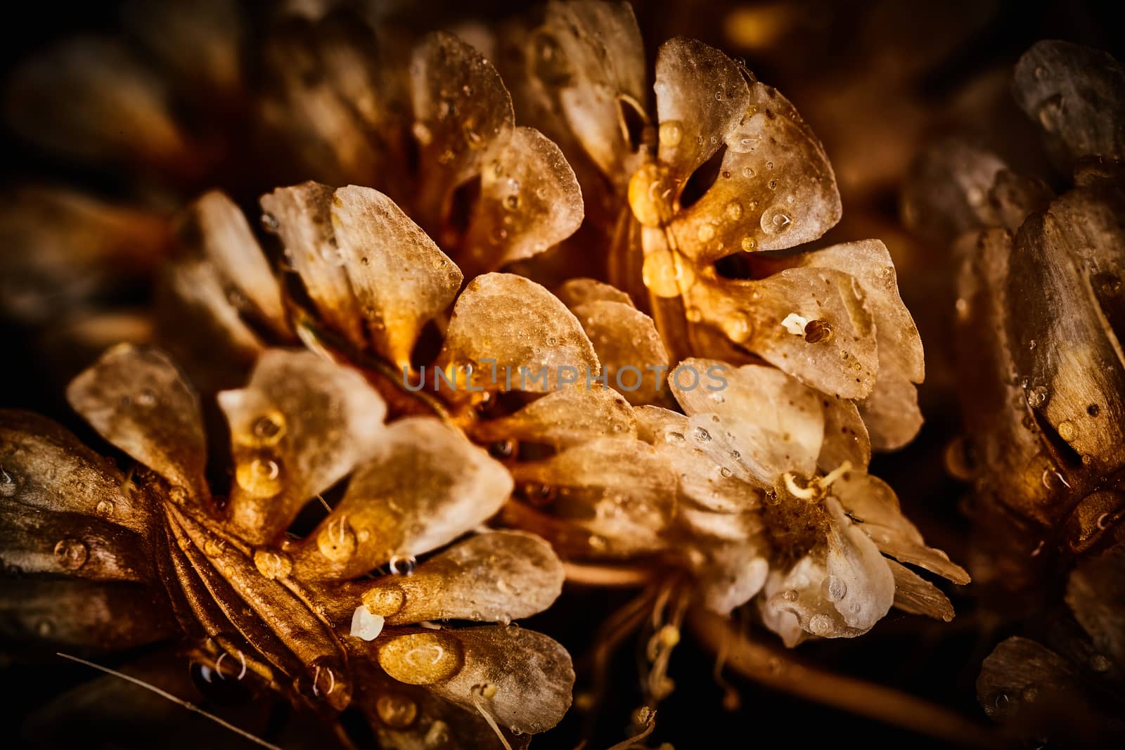 Dry plant dramatic macro close up view with raindrops by rasika108