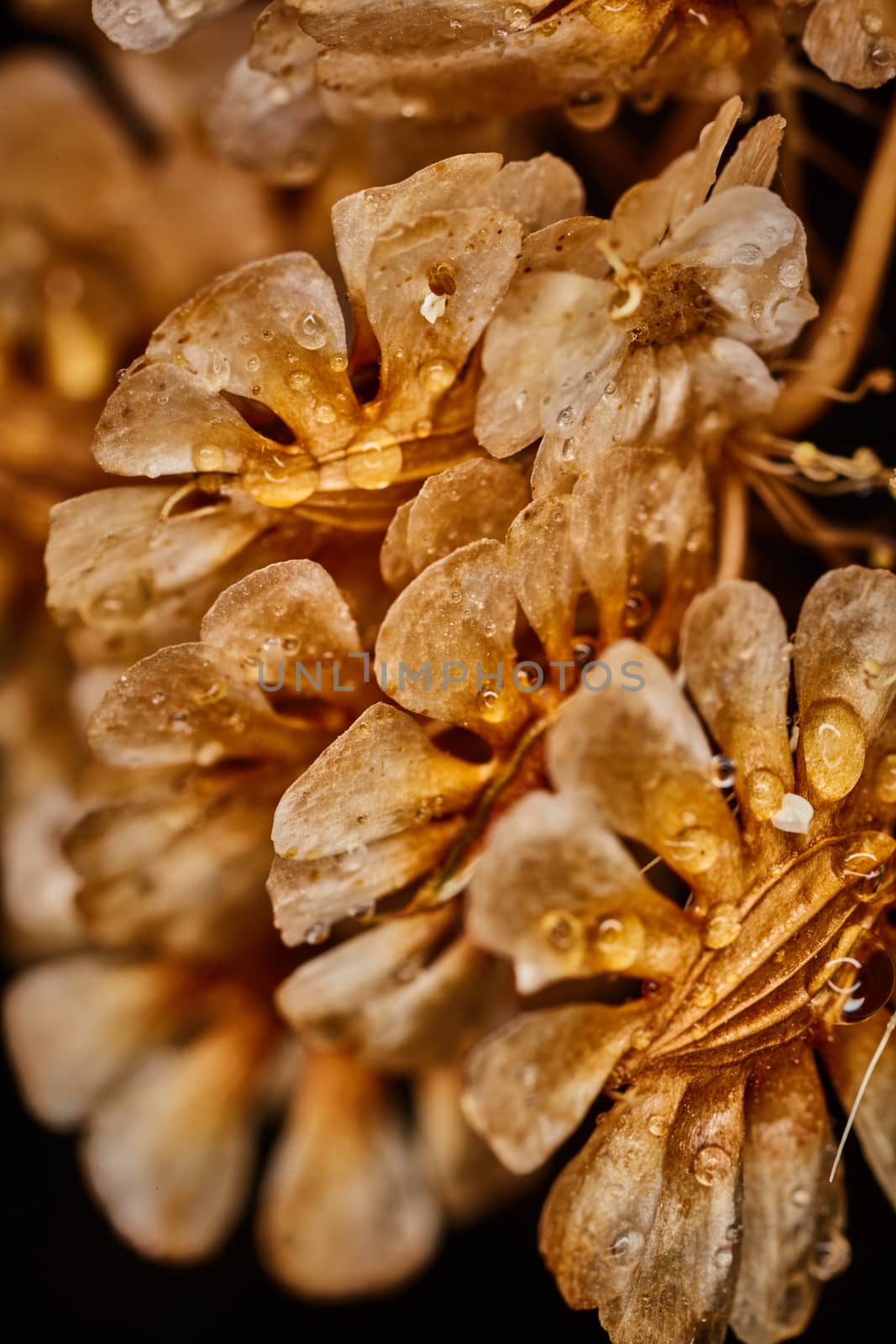 Dry plant dramatic macro close up view with raindrops