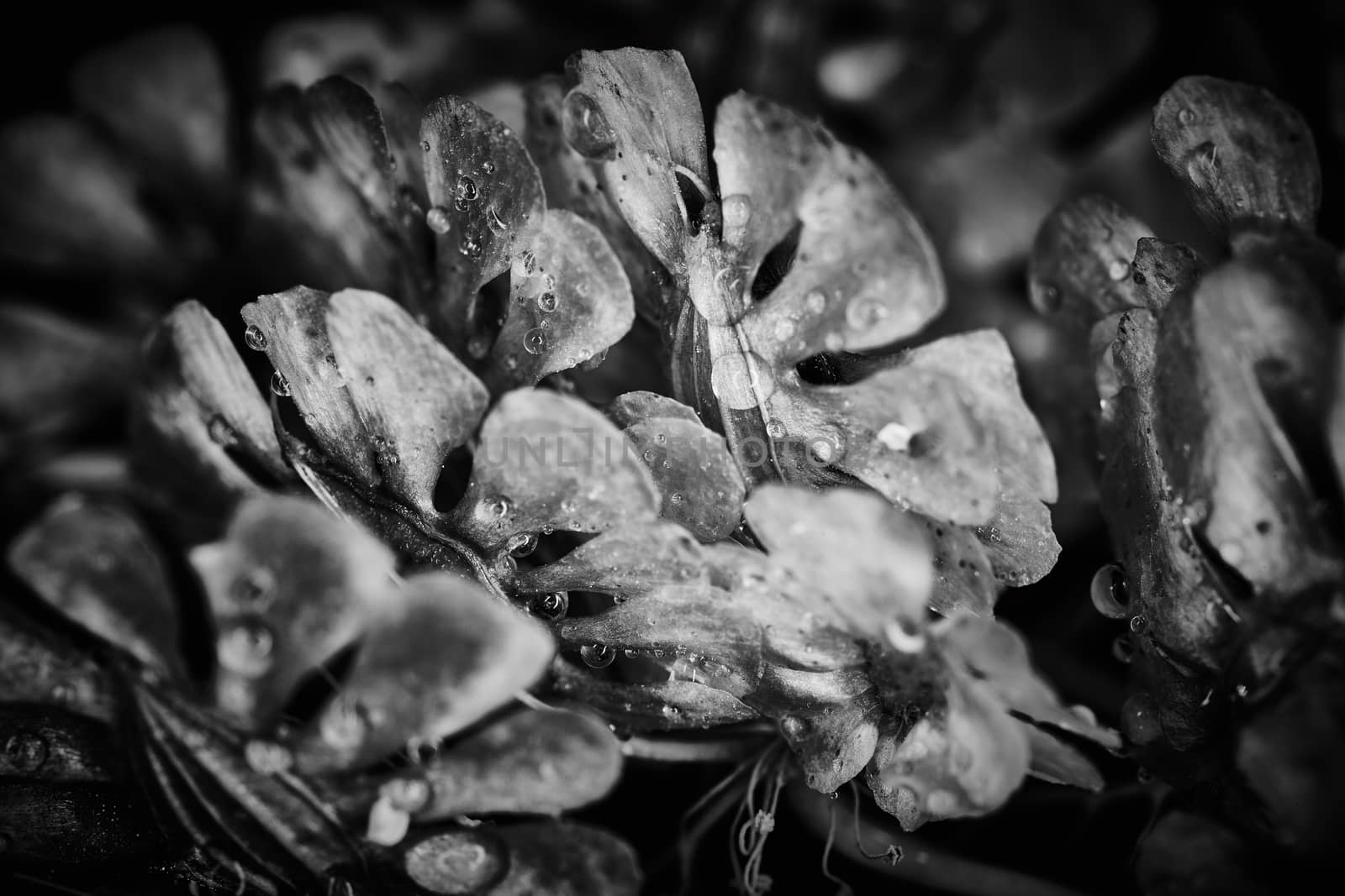 Dry plant dramatic macro close up view with raindrops by rasika108