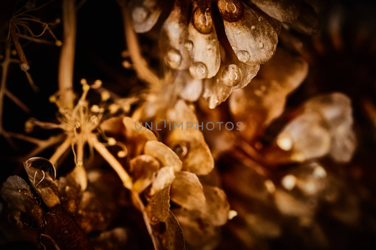 Dry plant dramatic macro close up view with raindrops