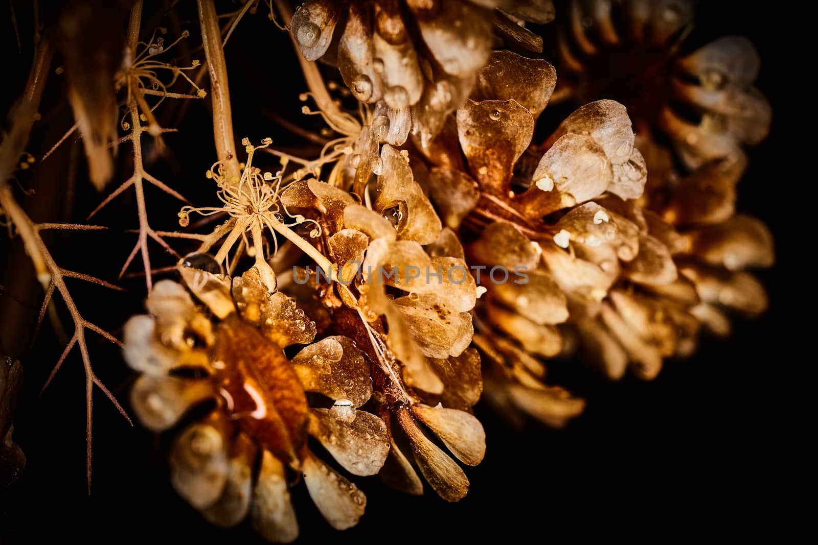 Dry plant dramatic macro close up view with raindrops