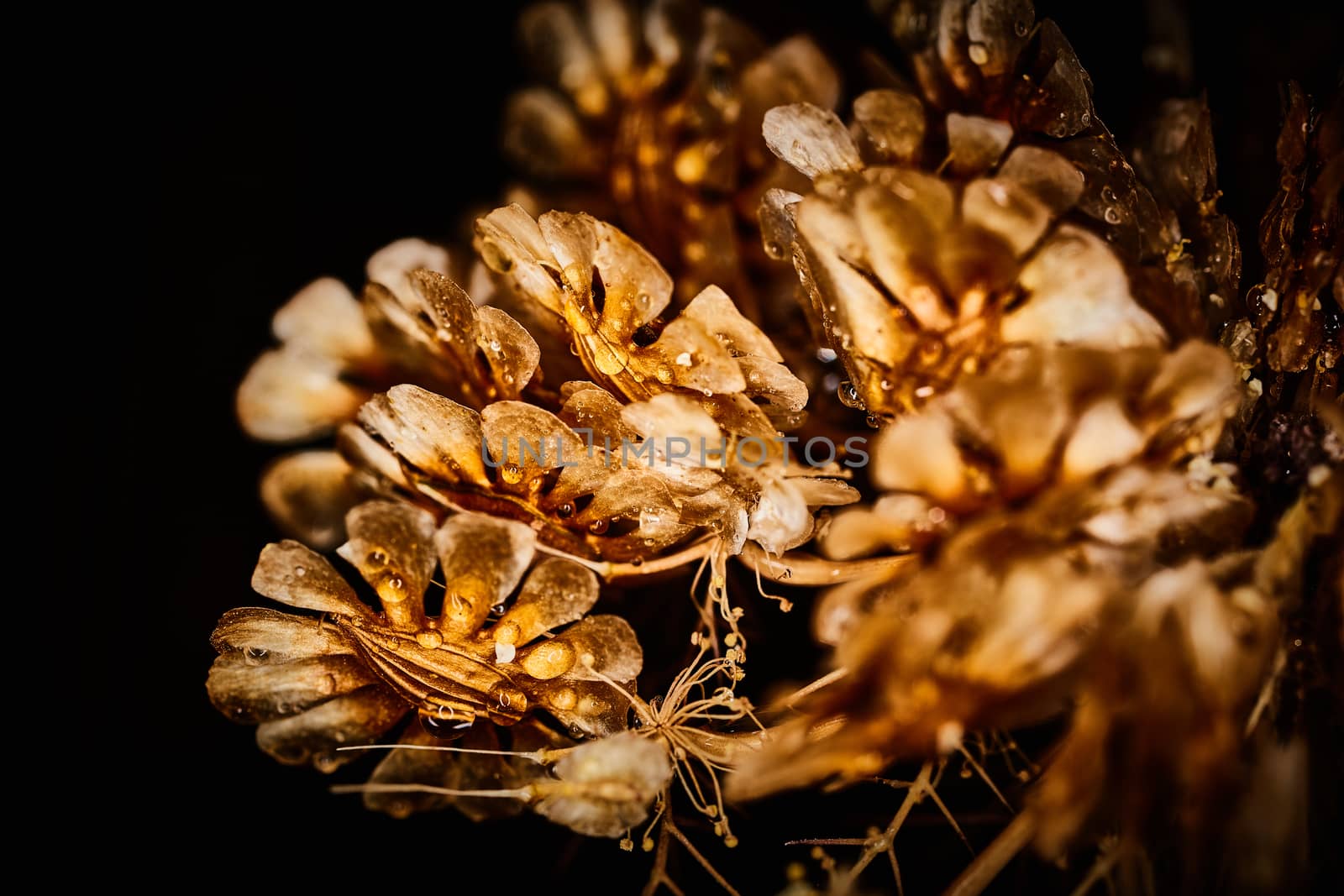 Dry plant dramatic macro close up view with raindrops by rasika108