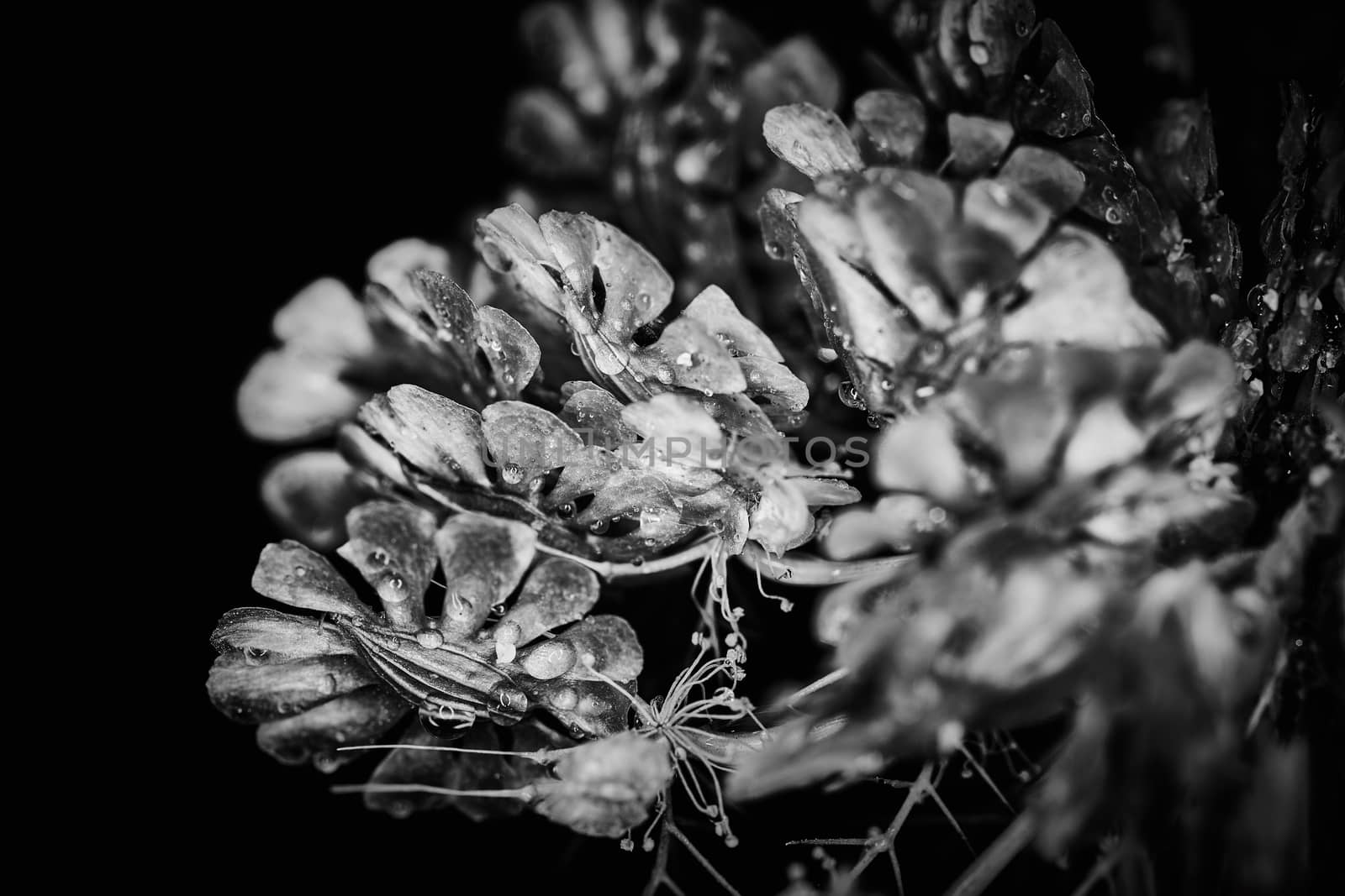 Dry plant dramatic macro close up view with raindrops