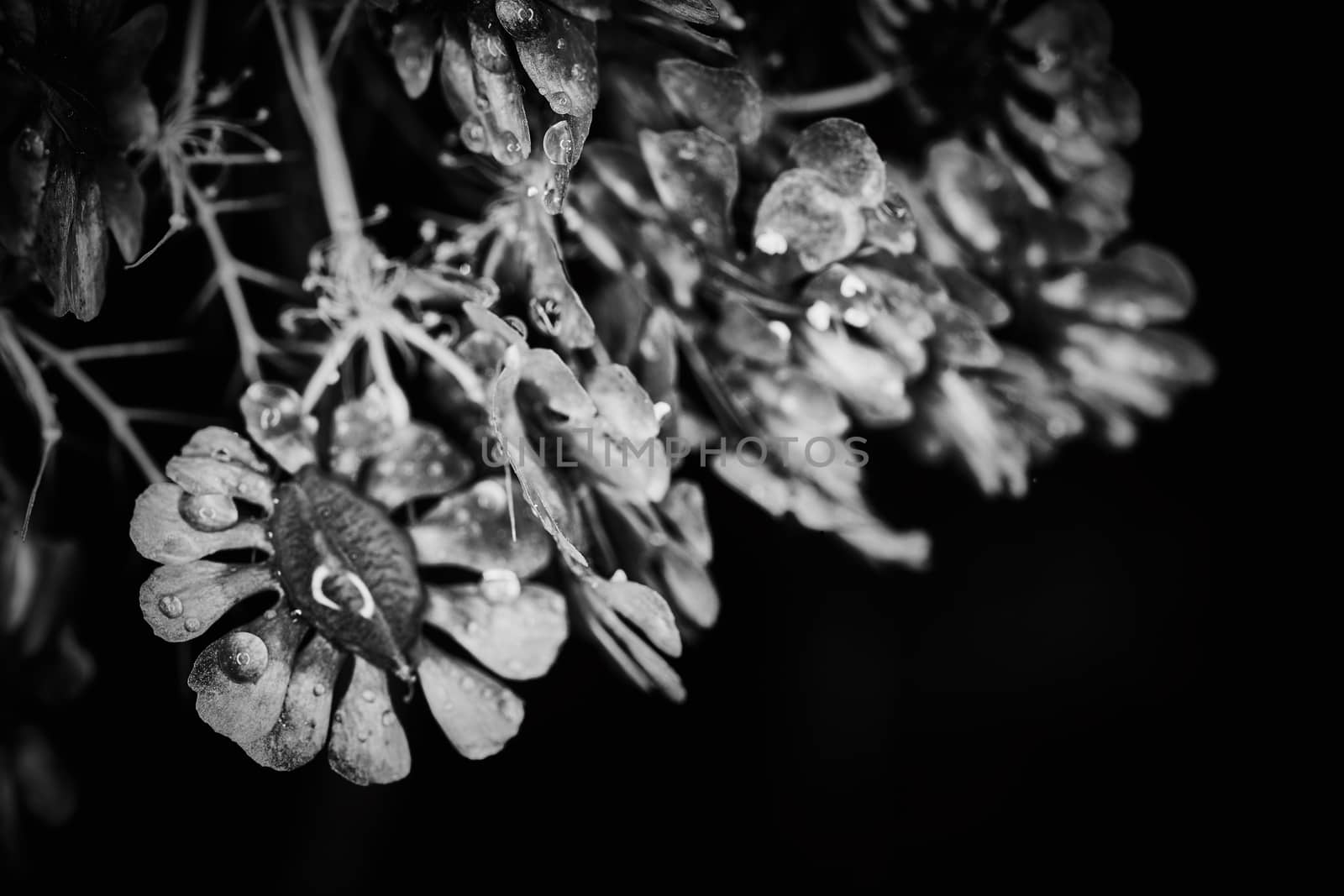 Dry plant dramatic macro close up view with raindrops