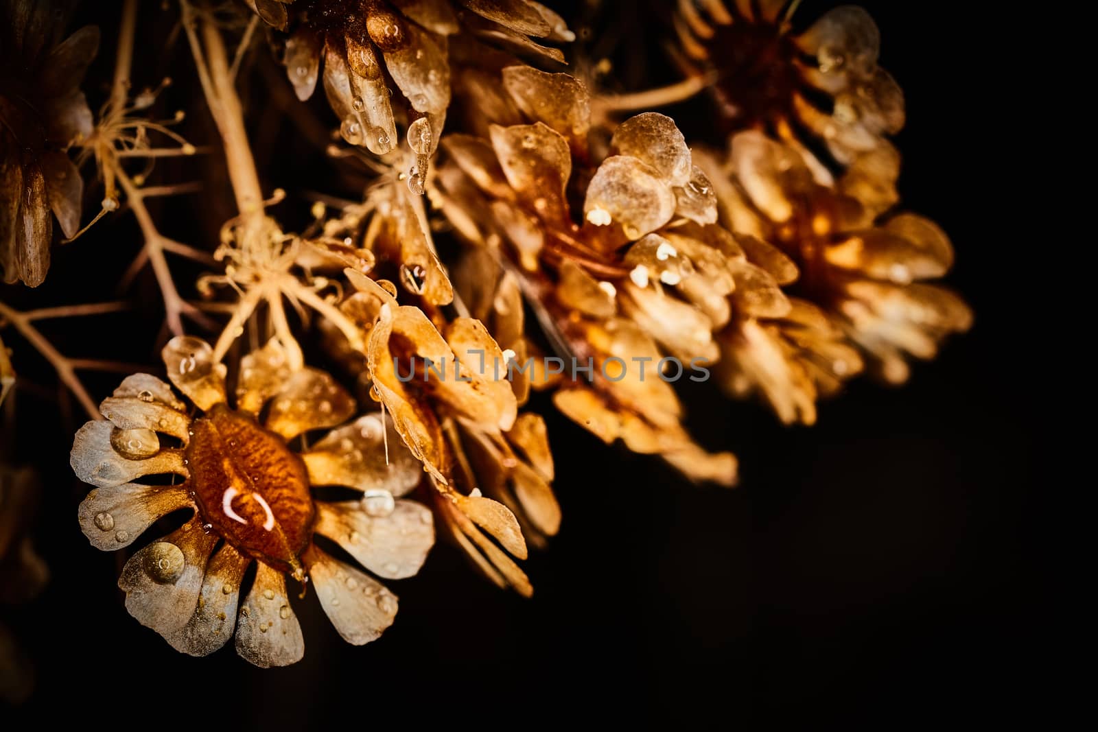 Dry plant dramatic macro close up view with raindrops by rasika108