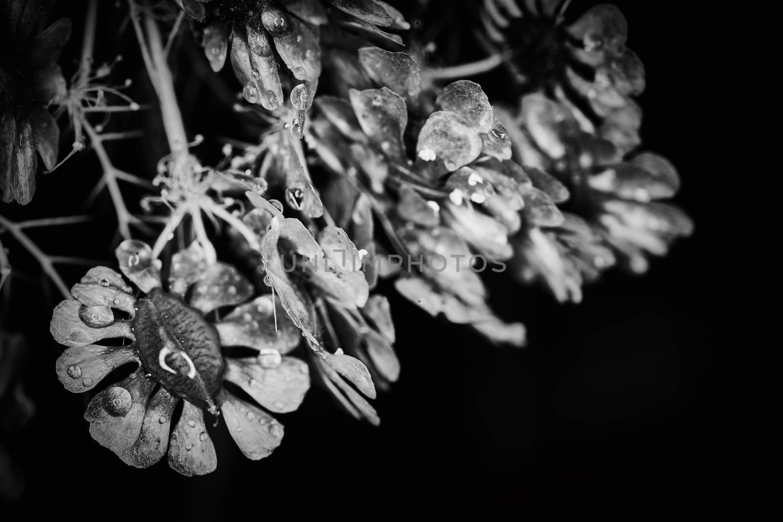 Dry plant dramatic macro close up view with raindrops