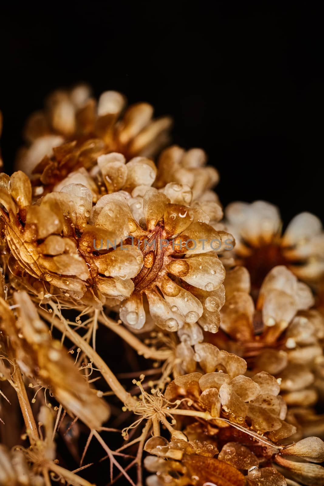 Dry plant dramatic macro close up view with raindrops by rasika108