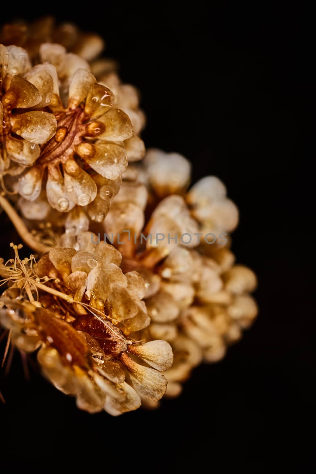 Dry plant dramatic macro close up view with raindrops by rasika108