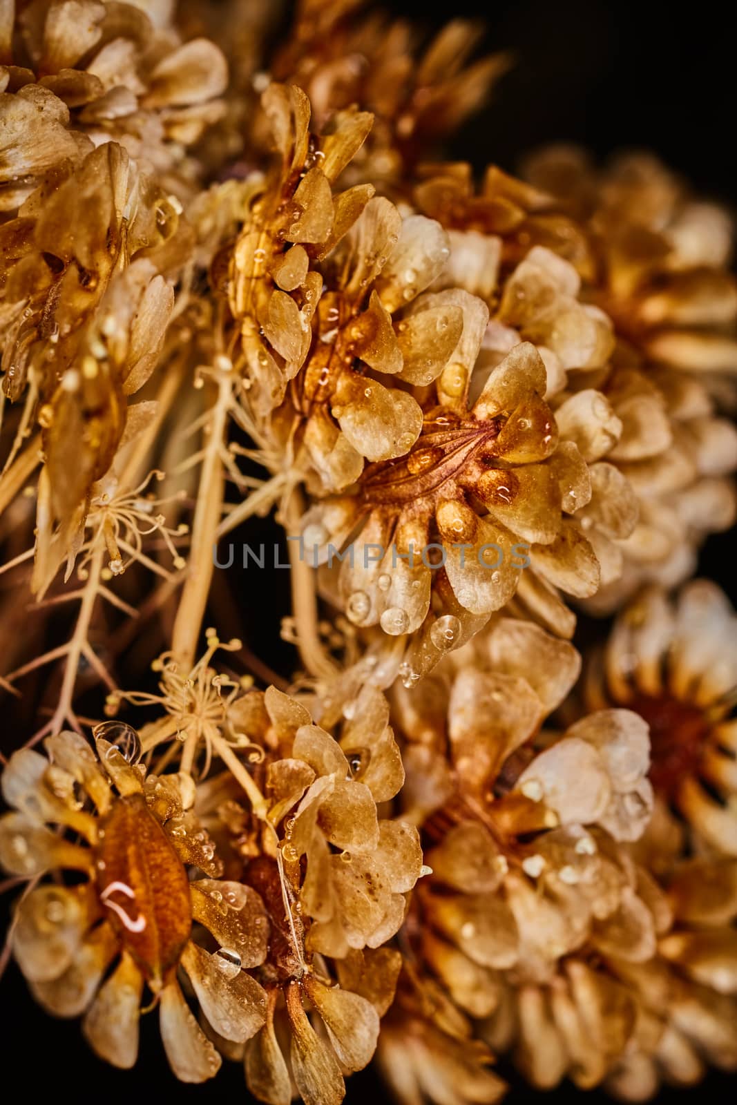 Dry plant dramatic macro close up view with raindrops