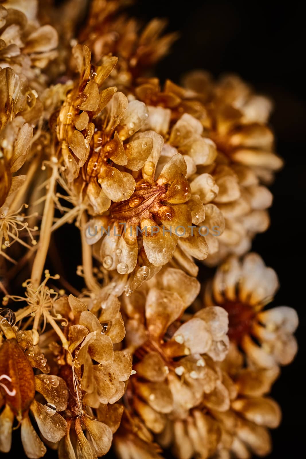 Dry plant dramatic macro close up view with raindrops by rasika108