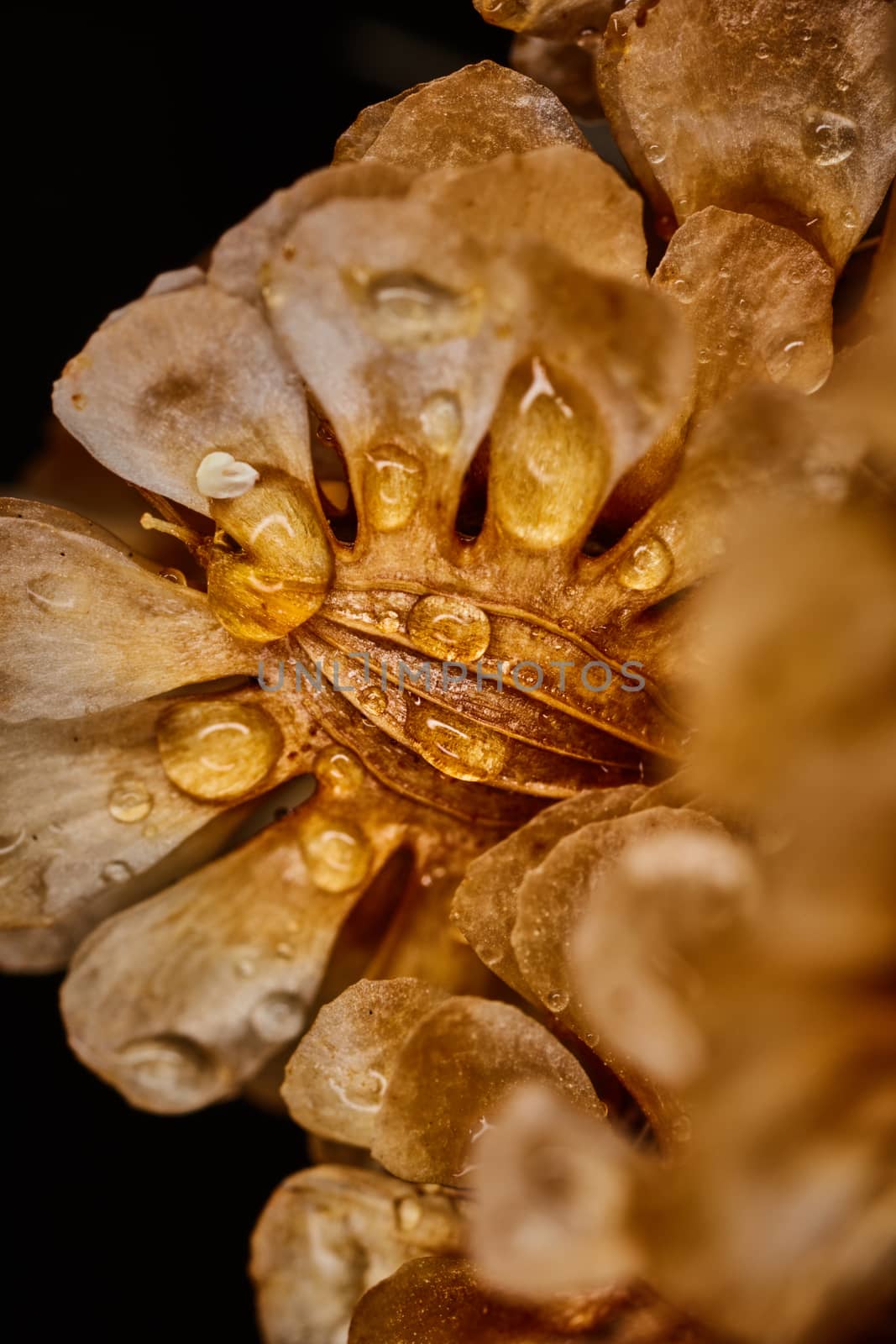 Dry plant dramatic macro close up view with raindrops