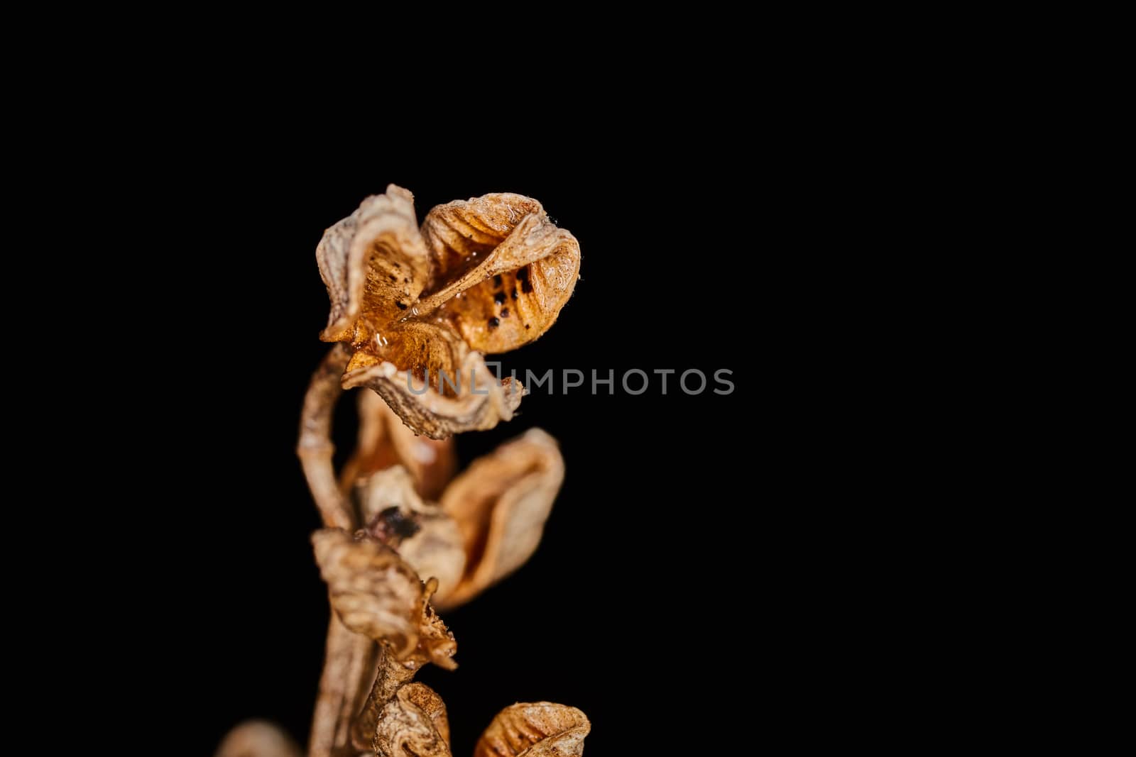 Asphodelus ramosus dry plant dramatic macro view by rasika108