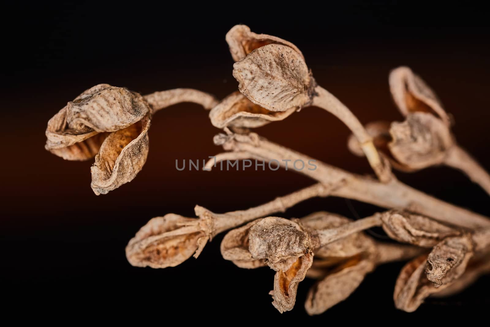 Asphodelus ramosus dry plant dramatic macro view