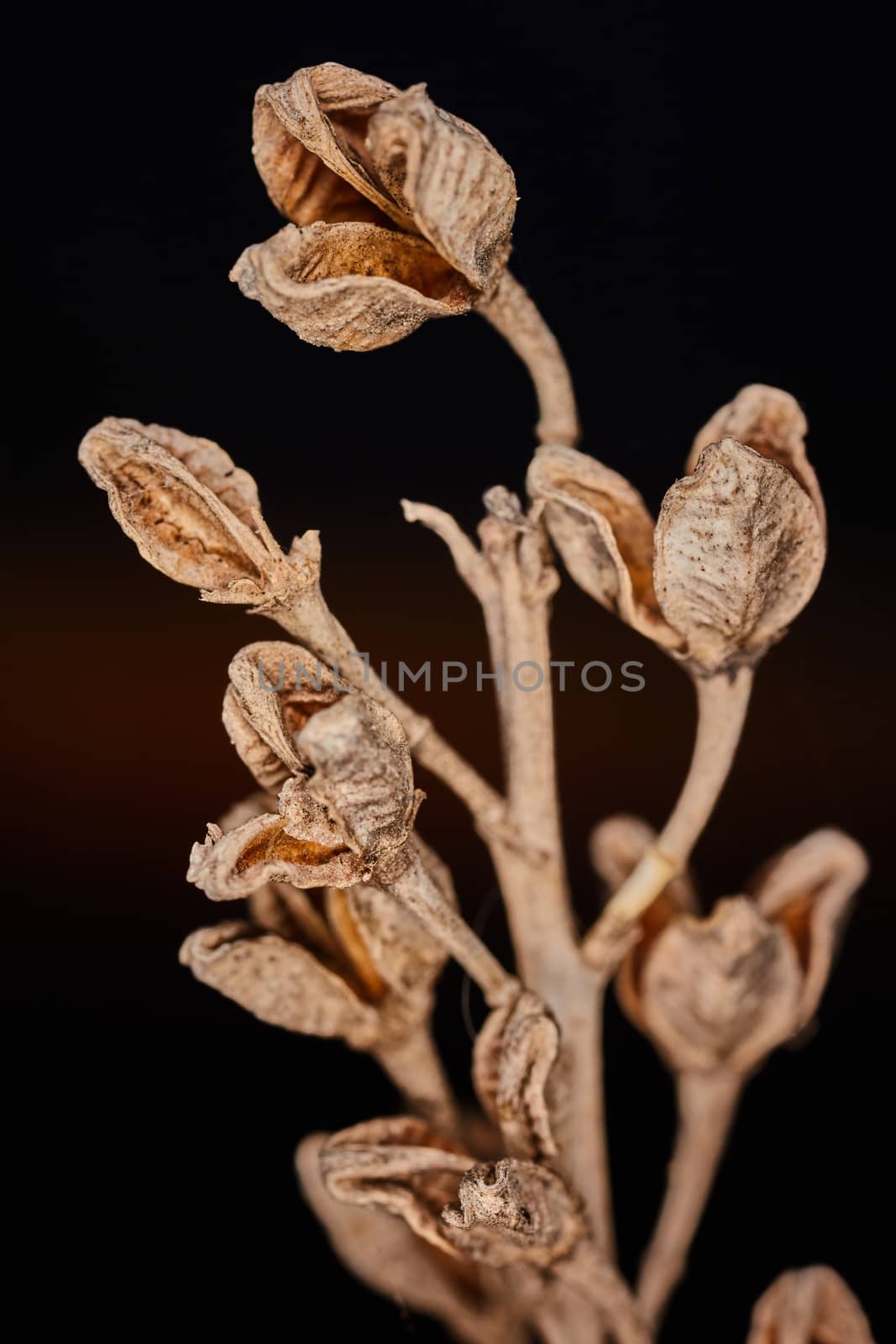 Asphodelus ramosus dry plant dramatic macro view