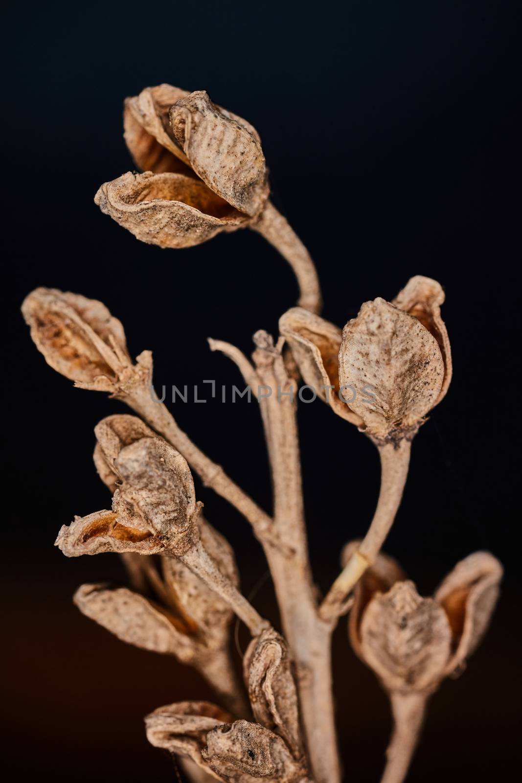 Asphodelus ramosus dry plant dramatic macro view by rasika108