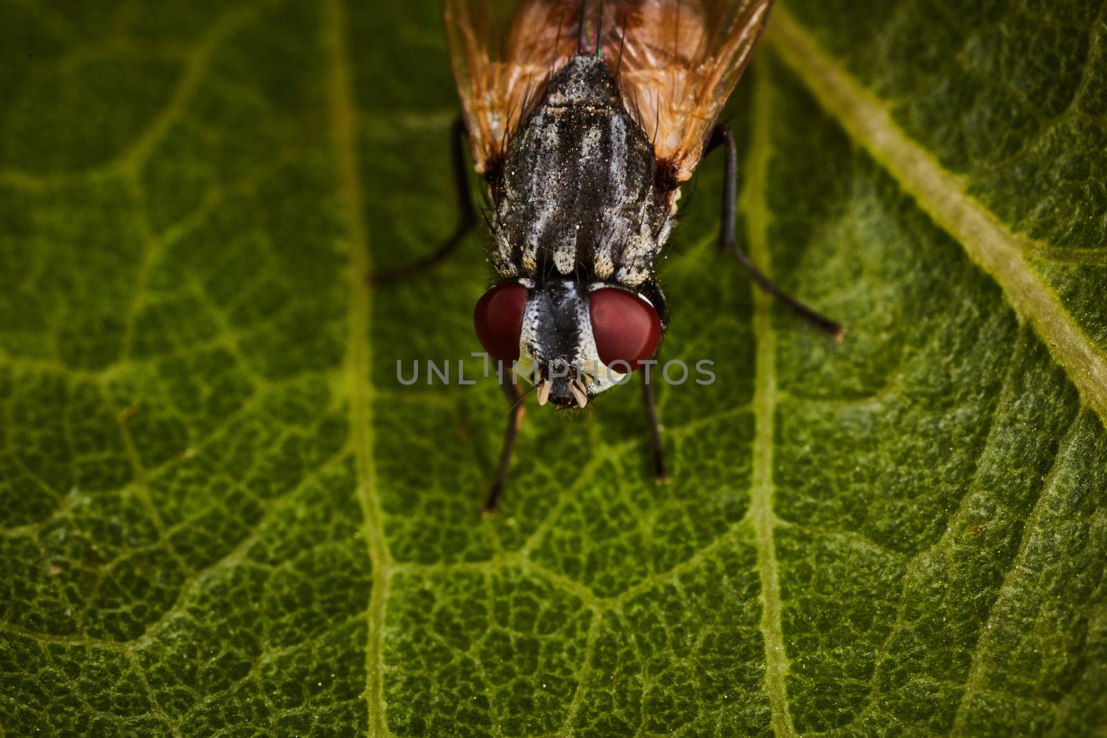 Extreme macro of fly eyes with leaf background by rasika108